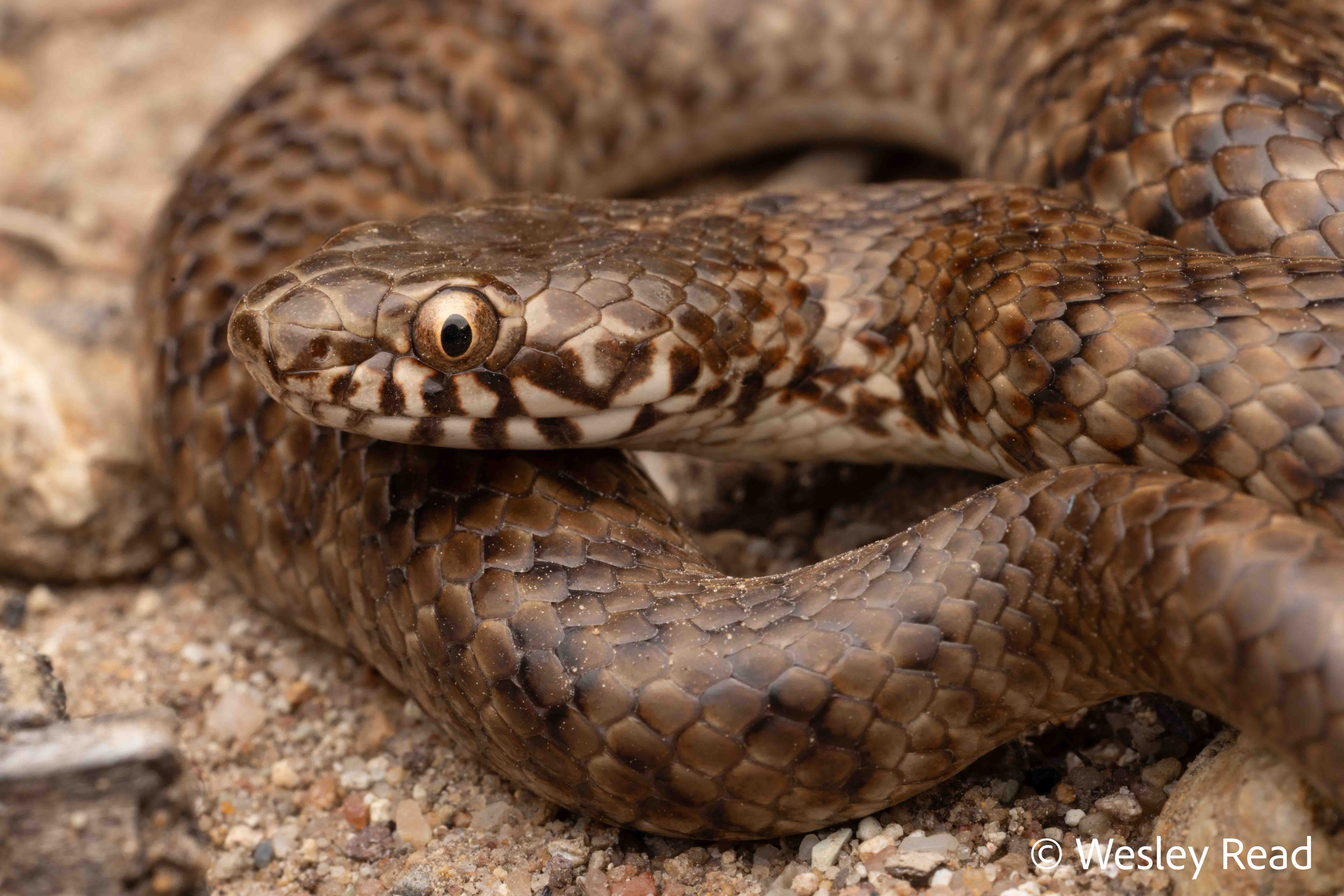 Denisonia devisi