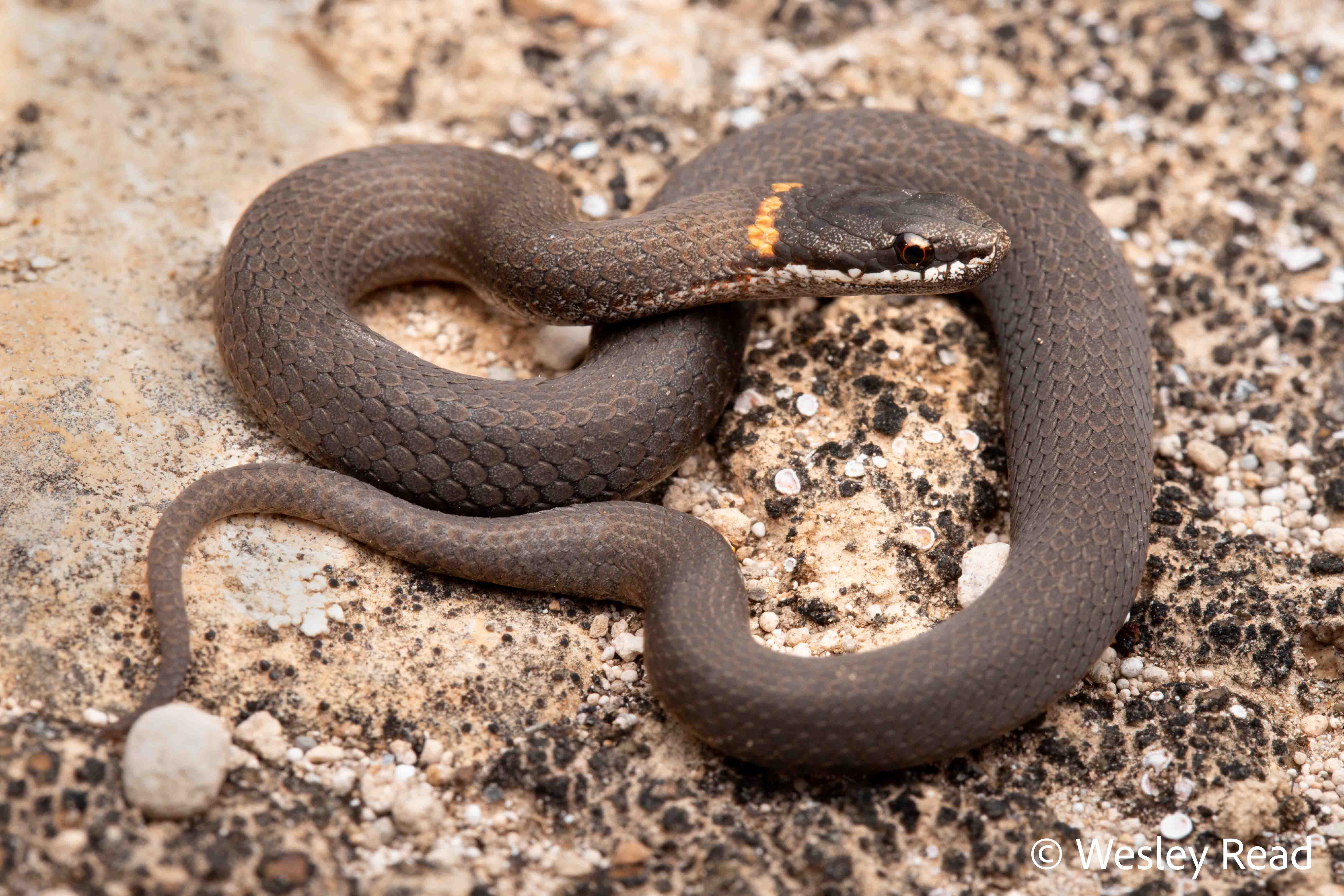Drysdalia mastersii