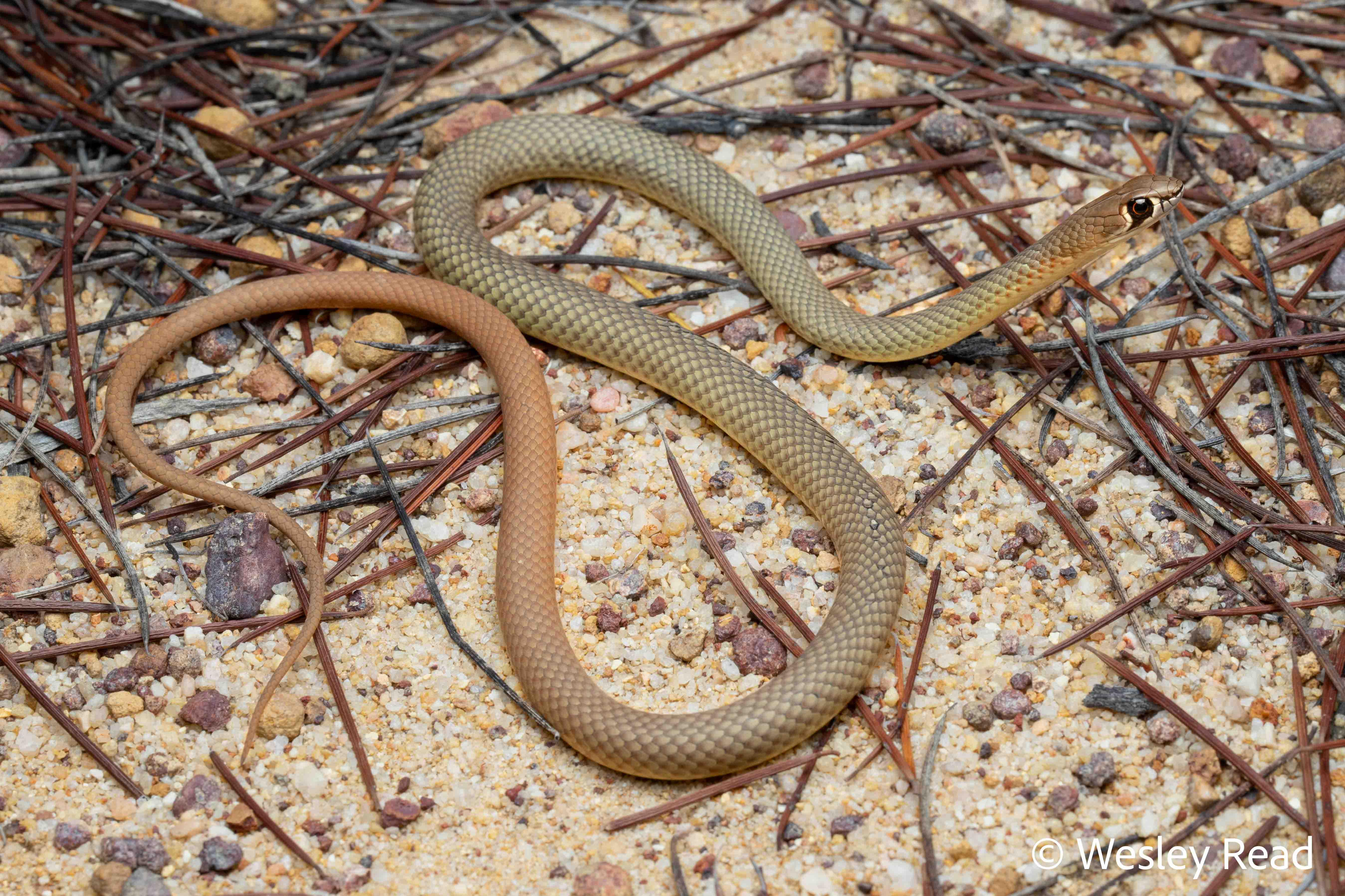 Demansia reticulata