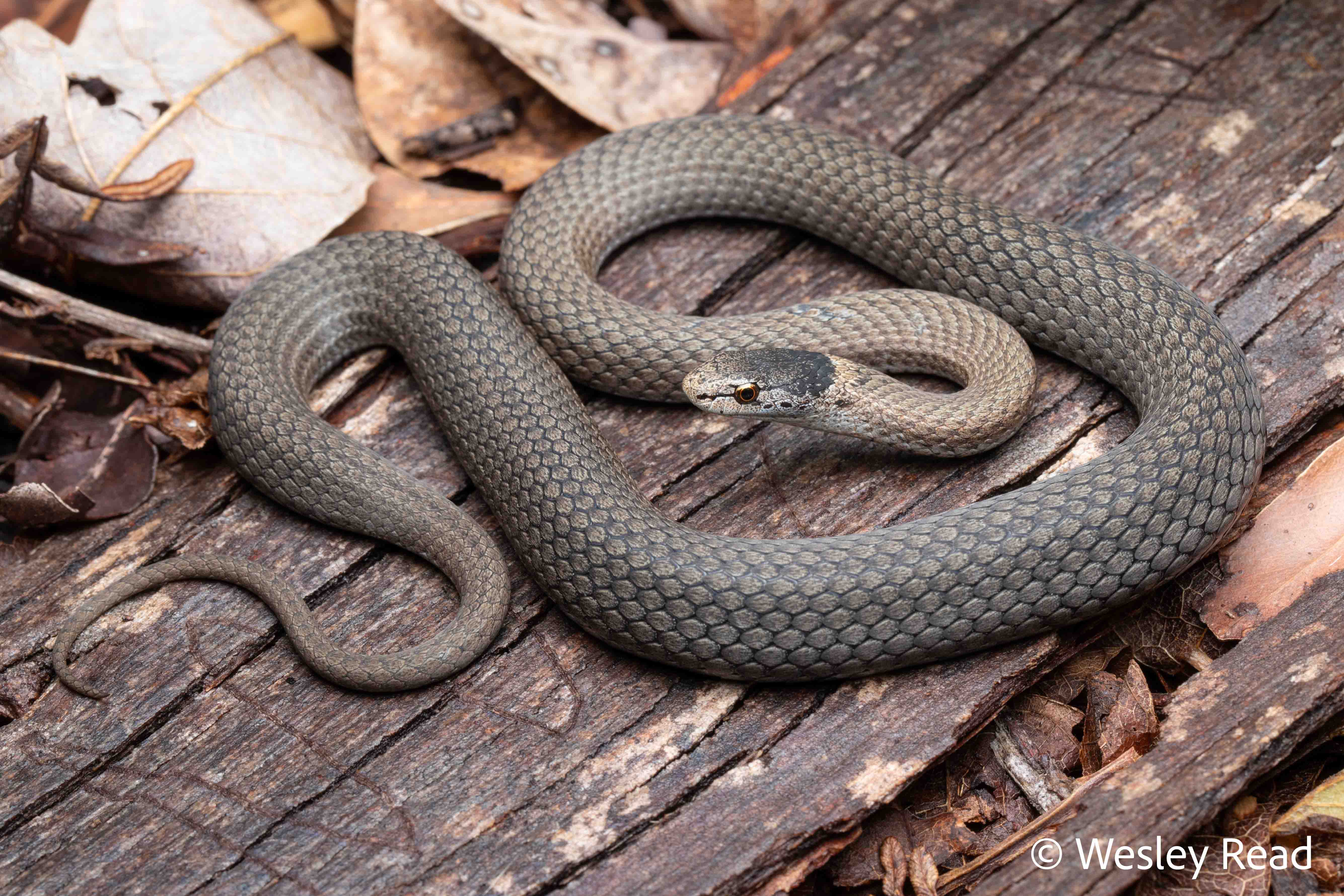 Drysdalia rhodogaster