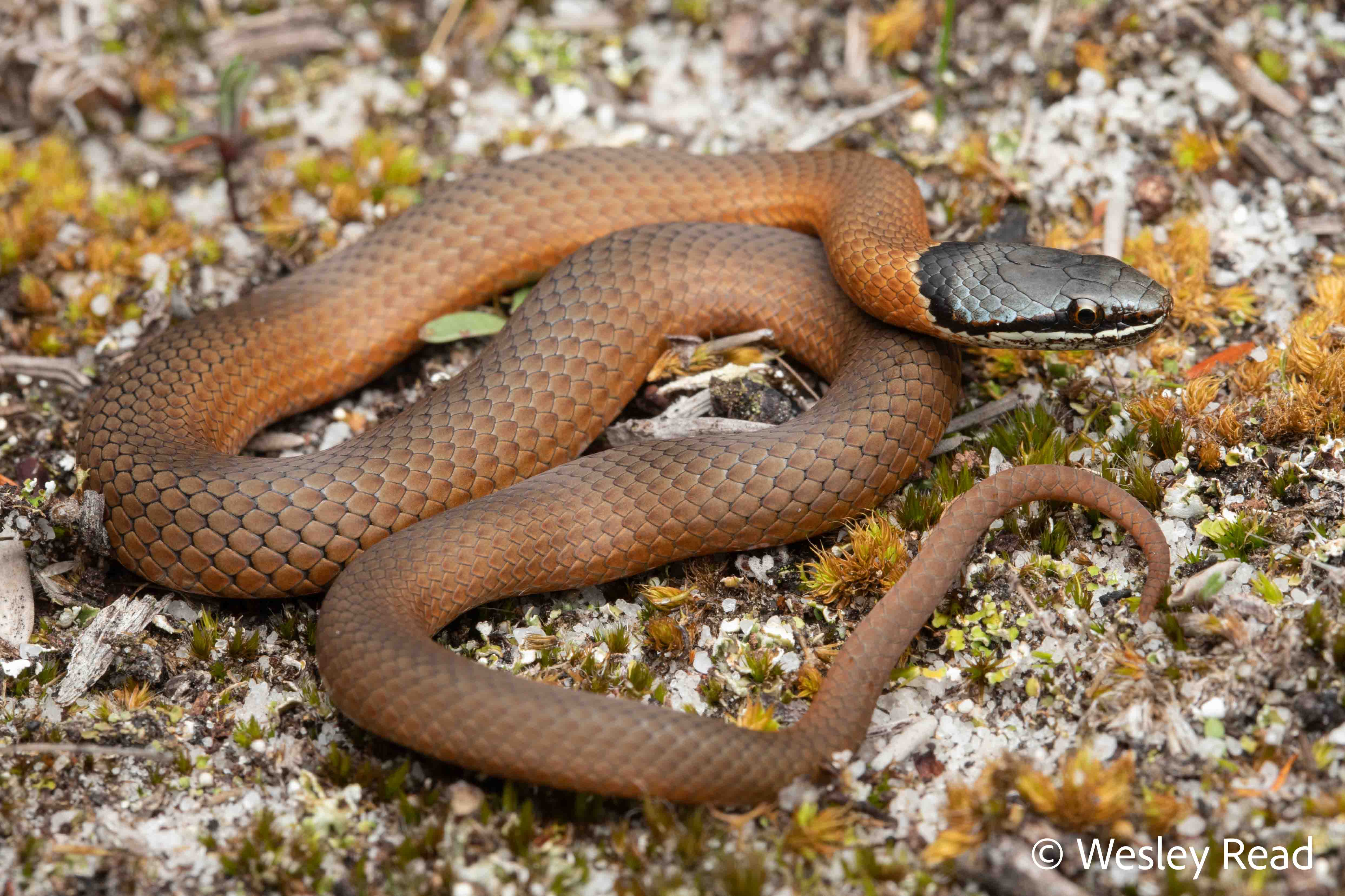 Elapognathus coronatus