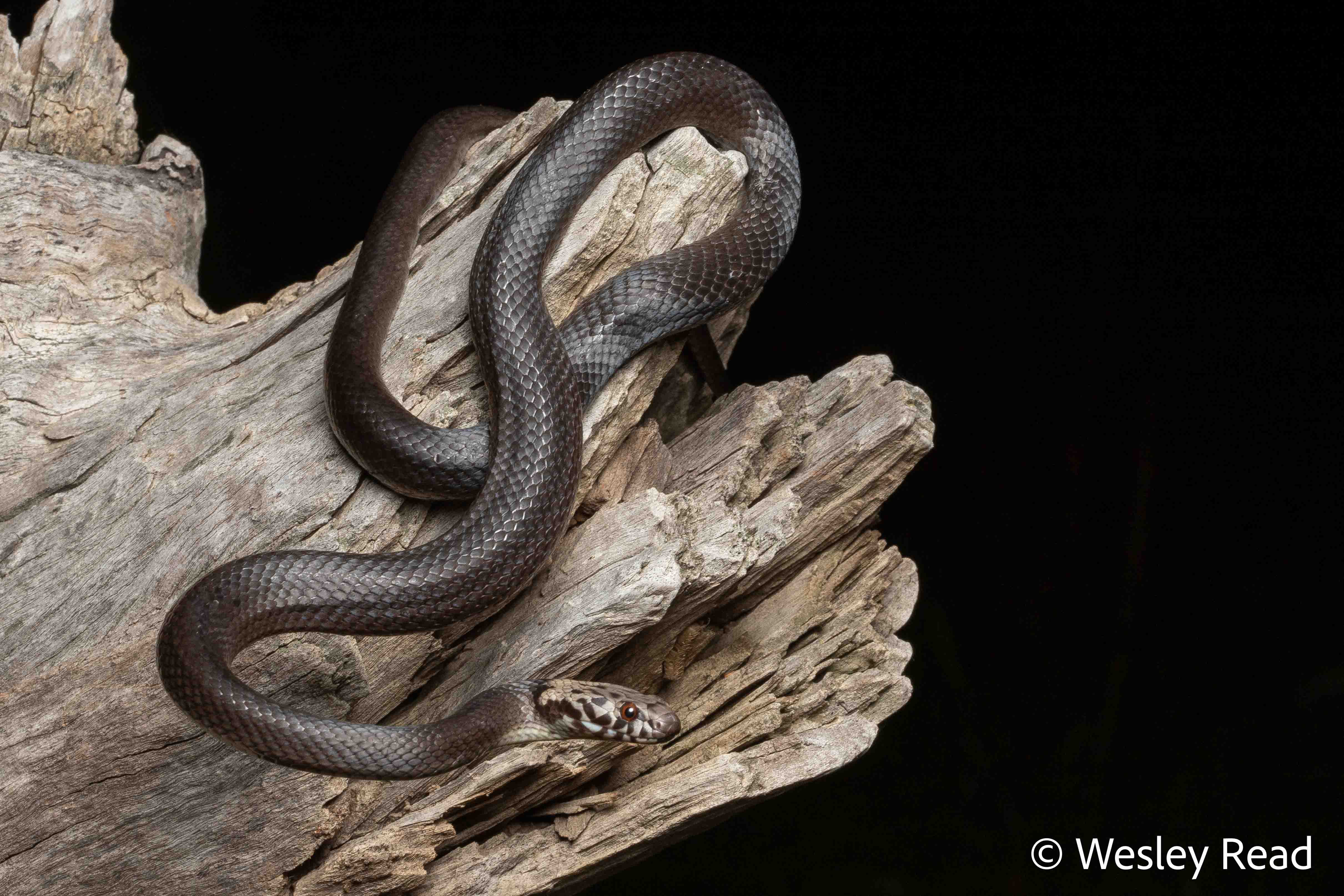 Hoplocephalus bitorquatus
