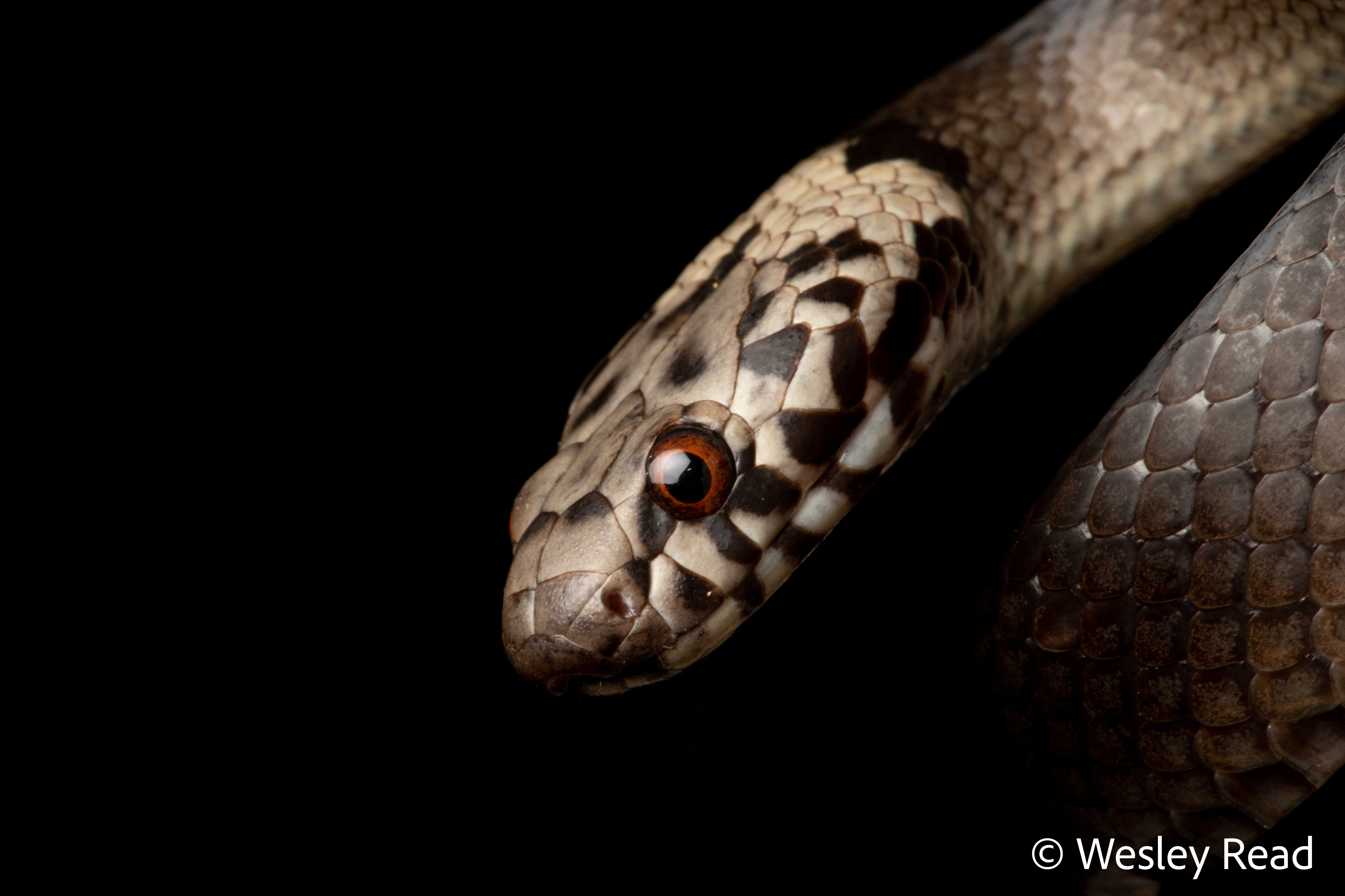 Hoplocephalus bitorquatus