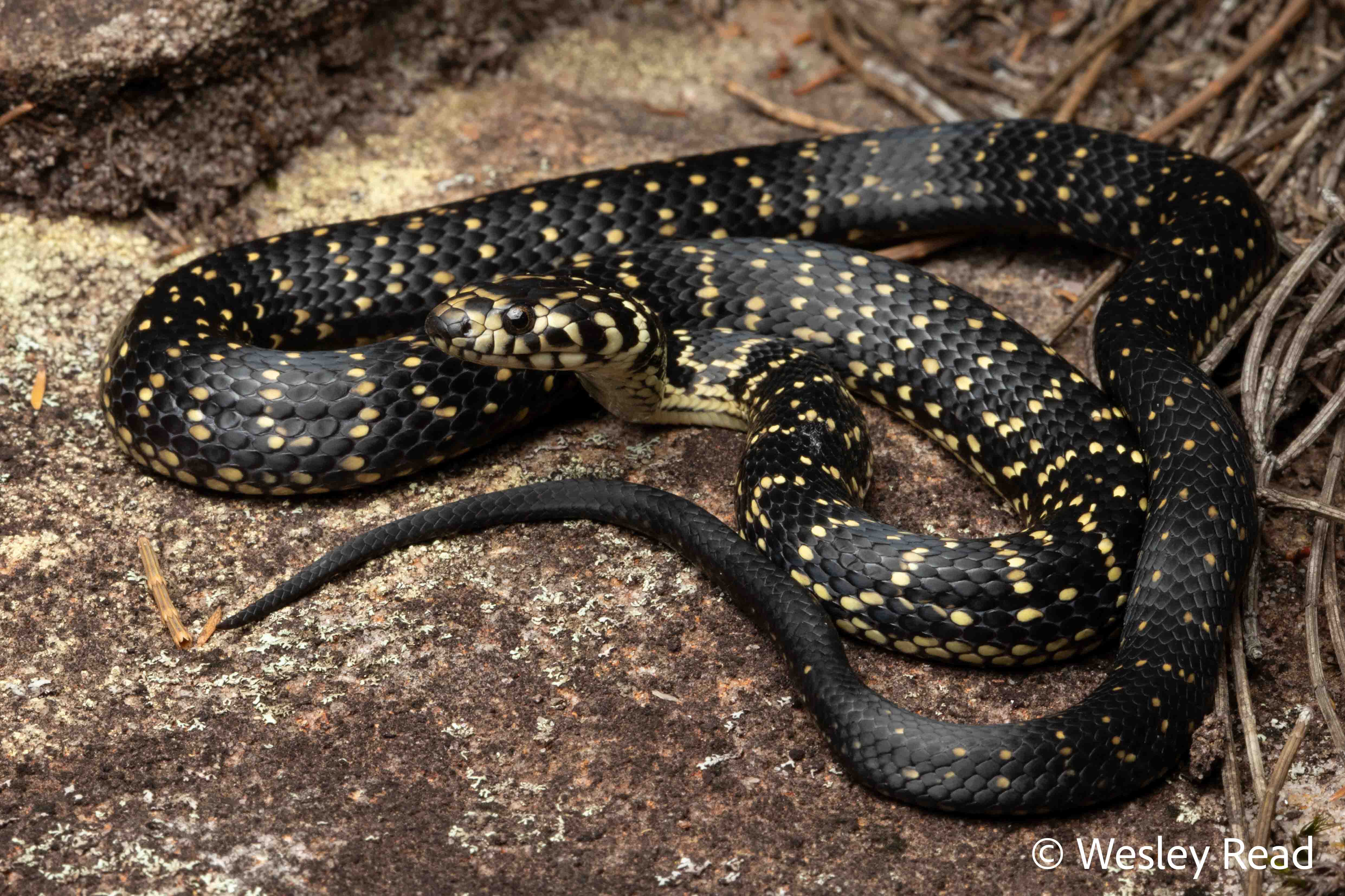 Hoplocephalus bungaroides