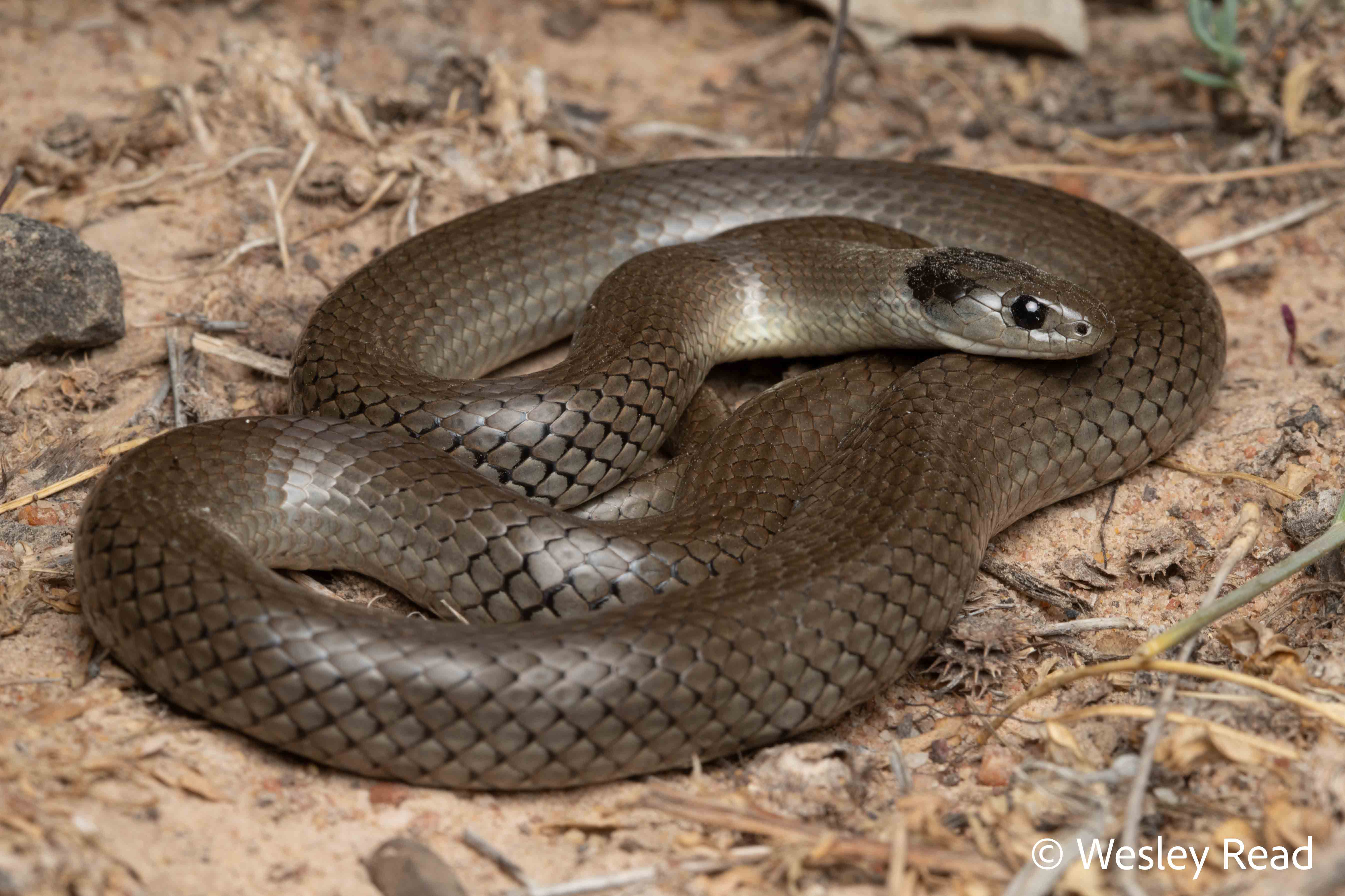 Hemiaspis damelii