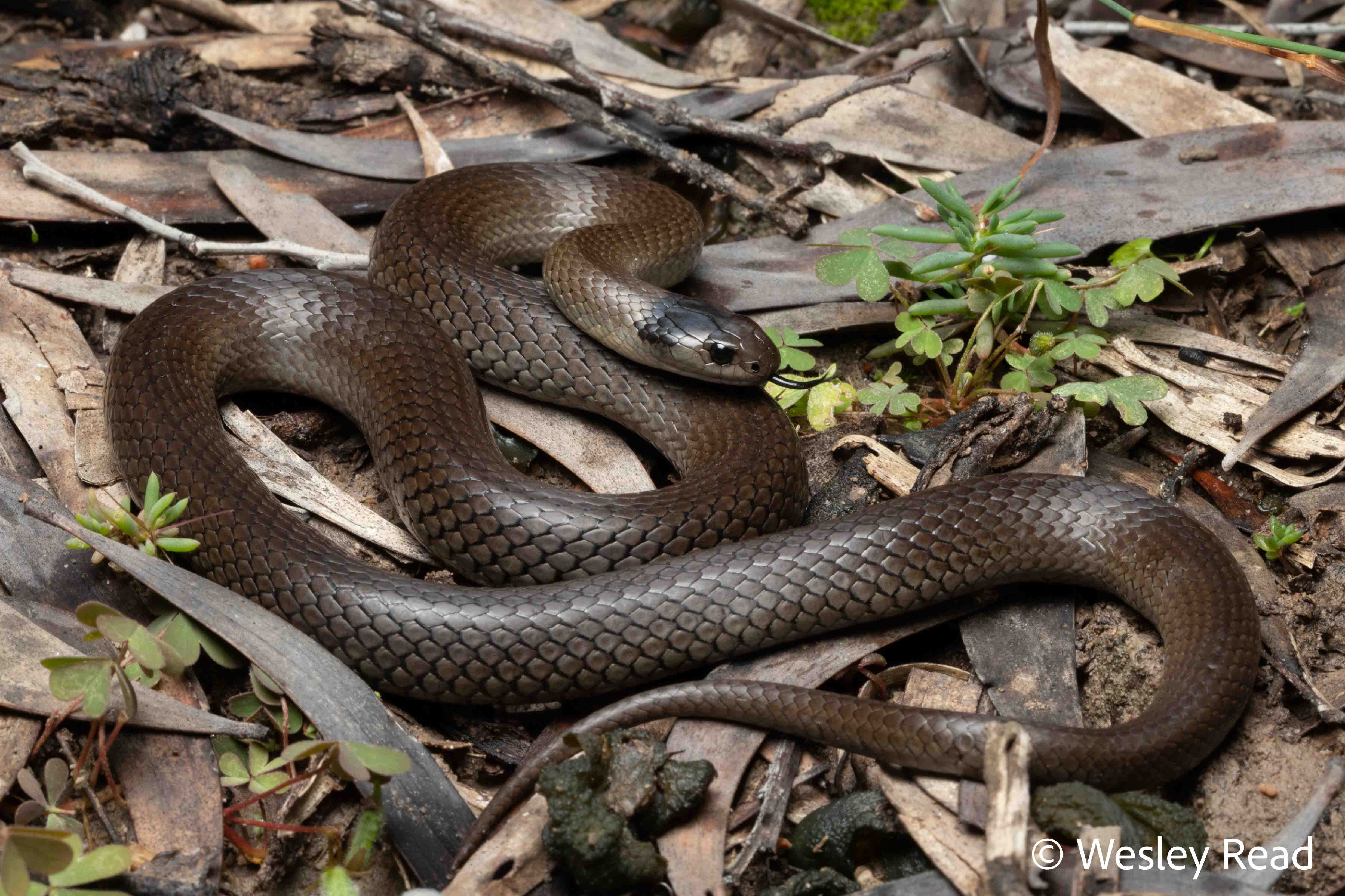 Hemiaspis damelii
