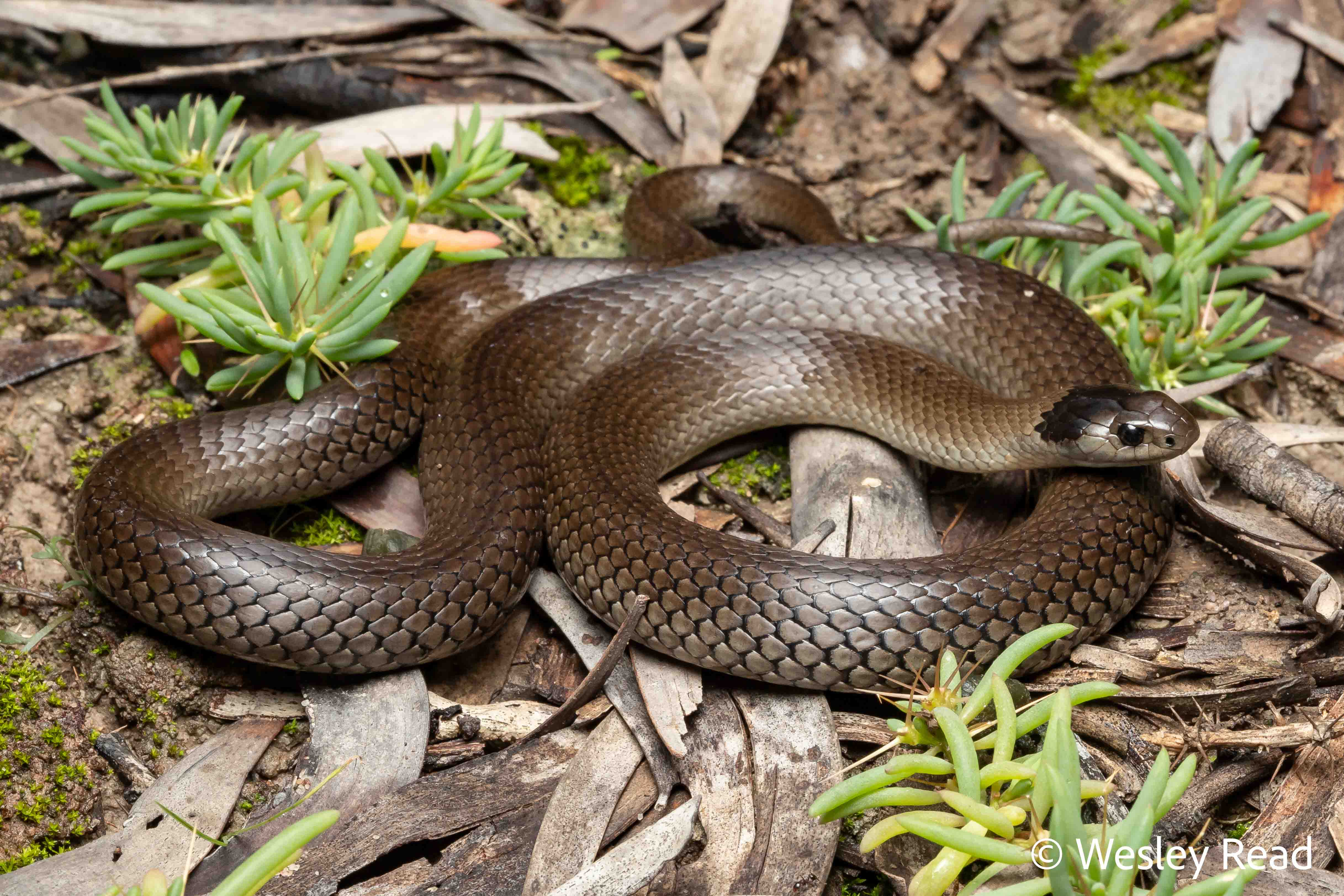 Hemiaspis damelii