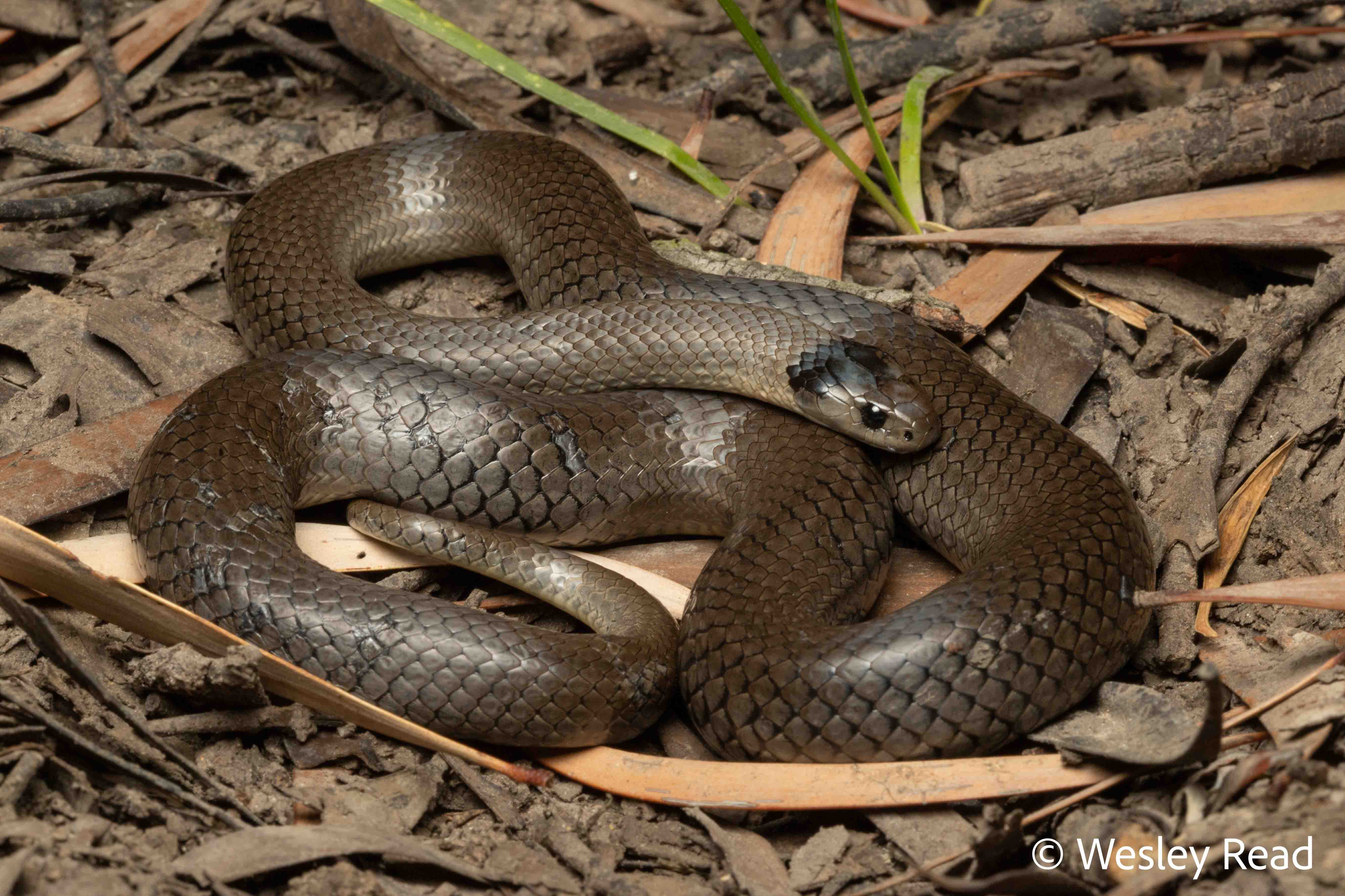 Hemiaspis damelii