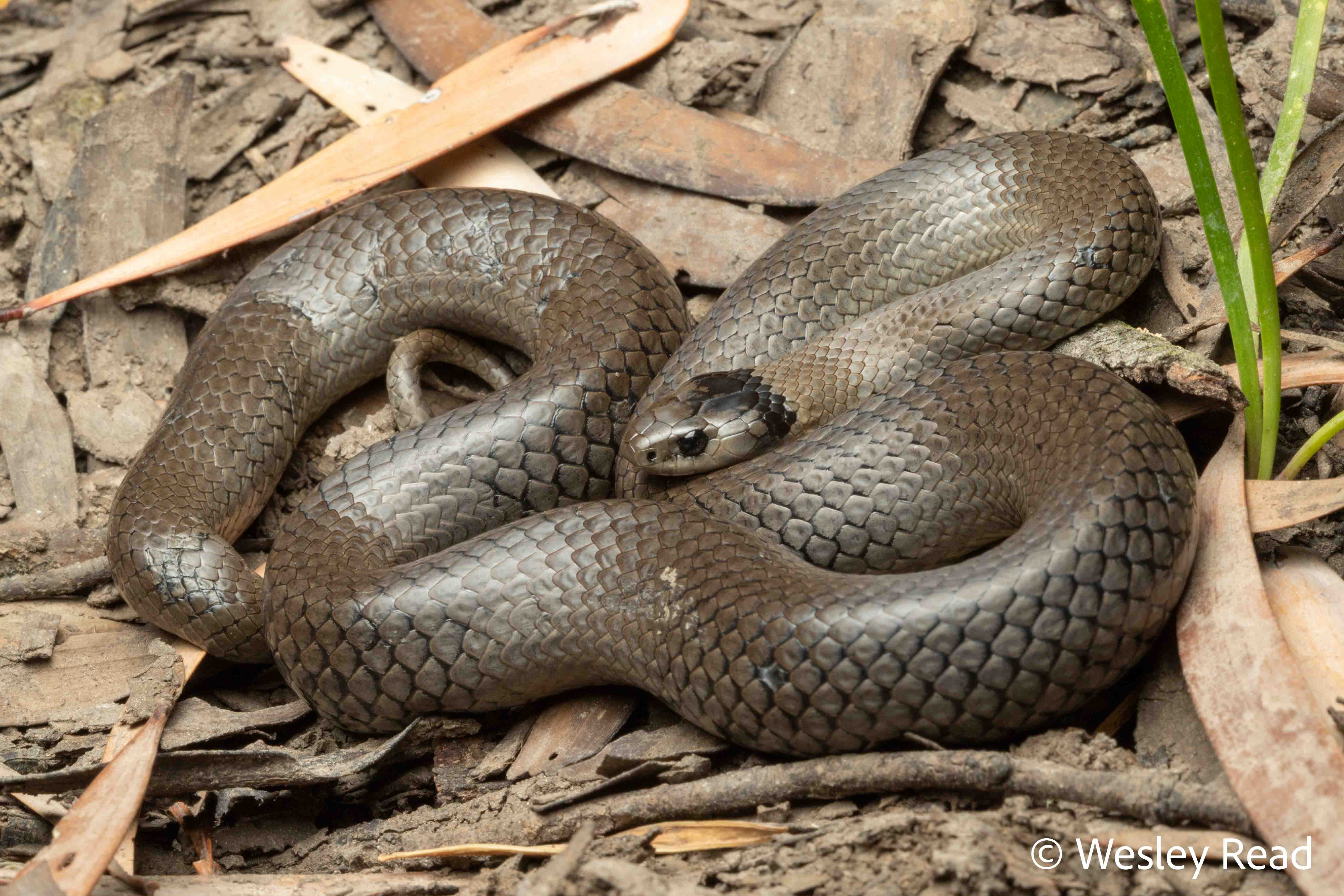 Hemiaspis damelii