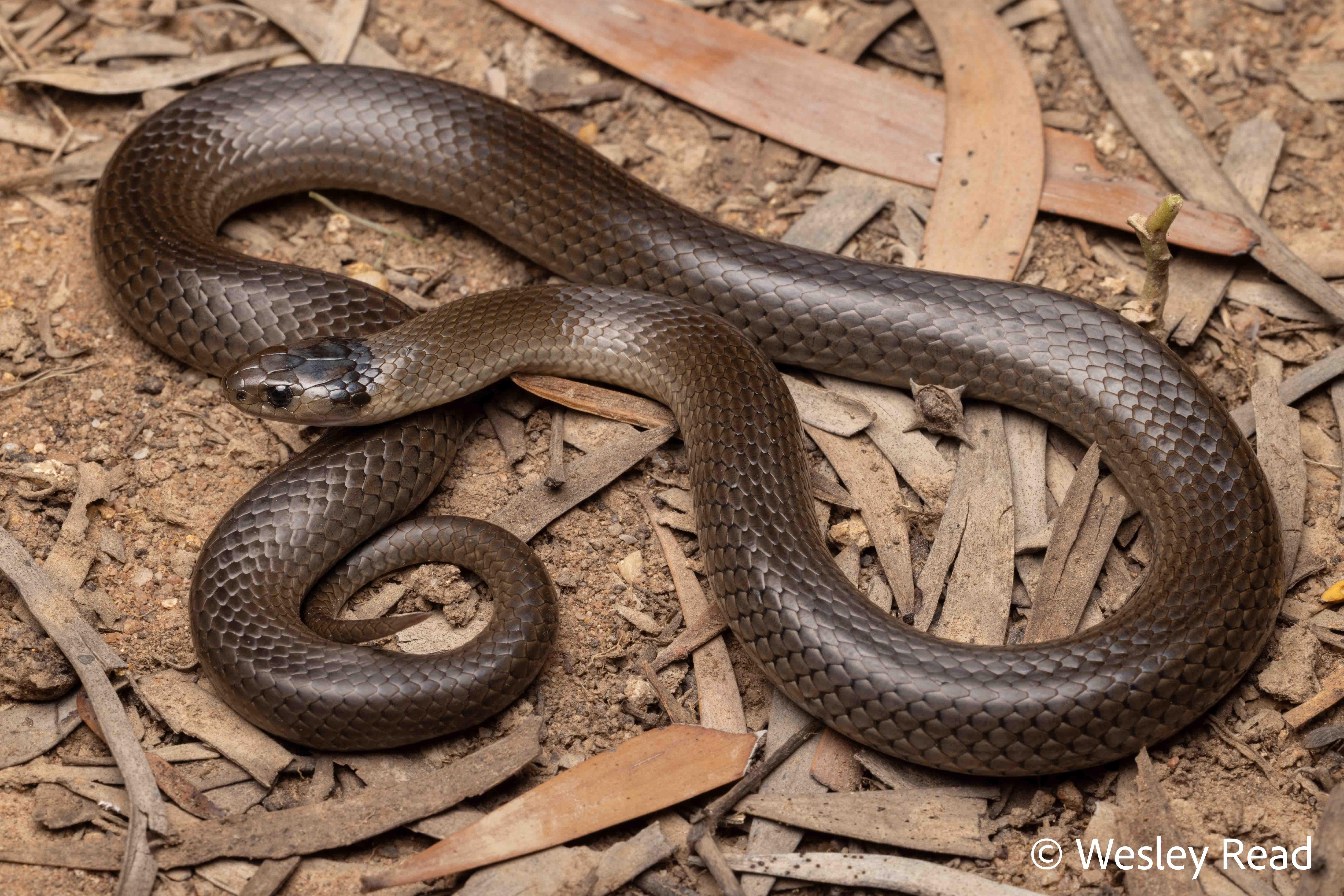 Hemiaspis damelii