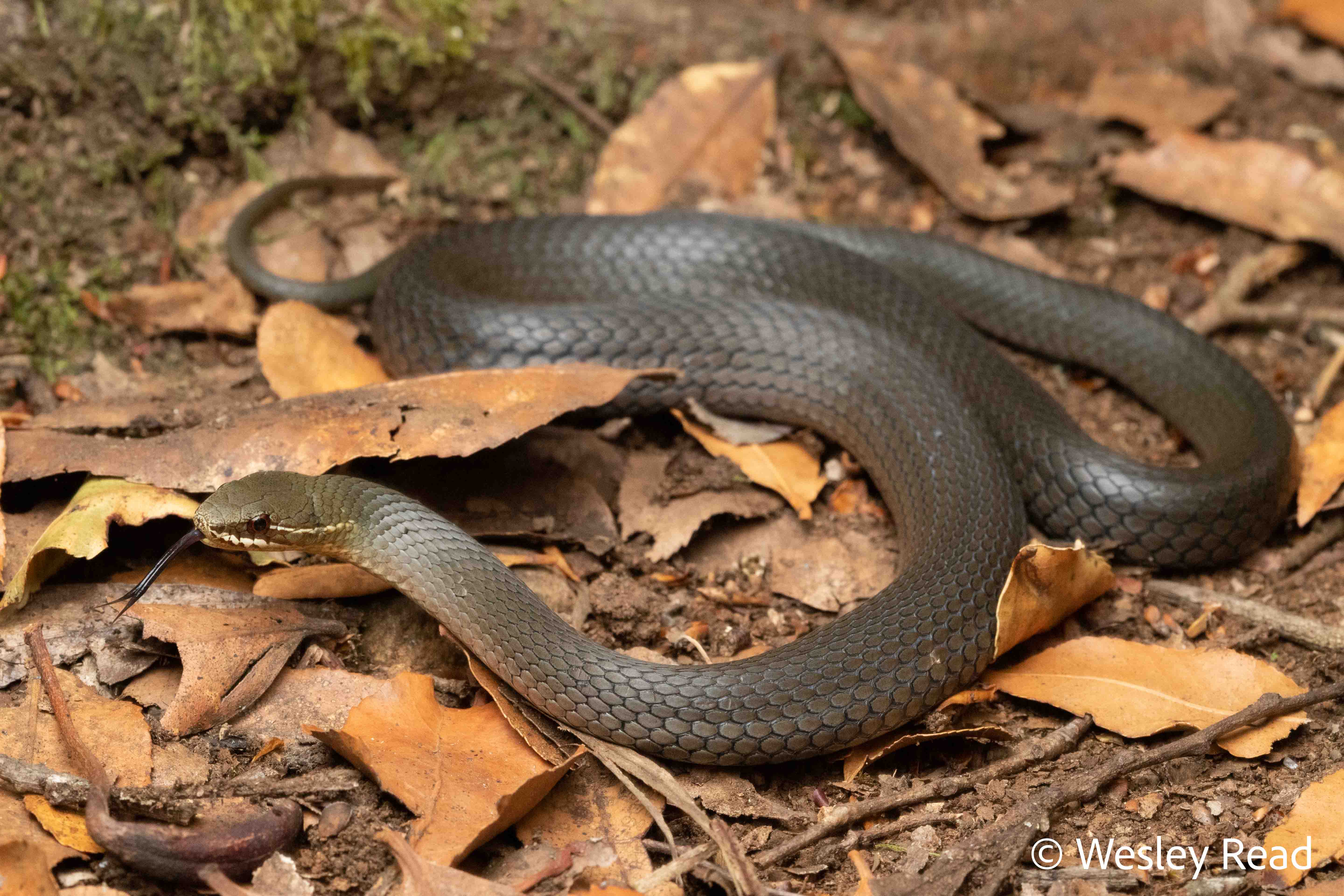 Hemiaspis signata