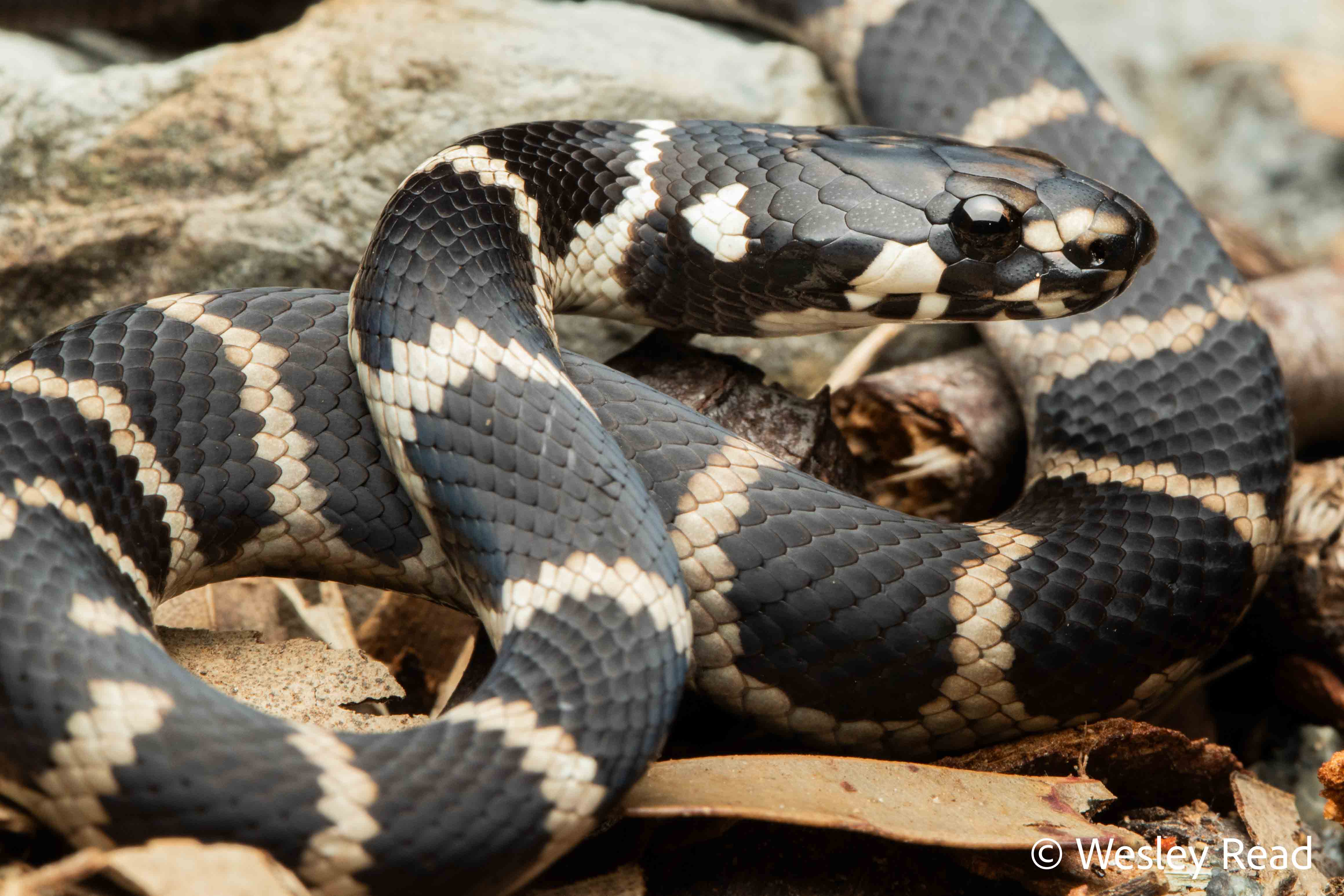 Hoplocephalus stephensii