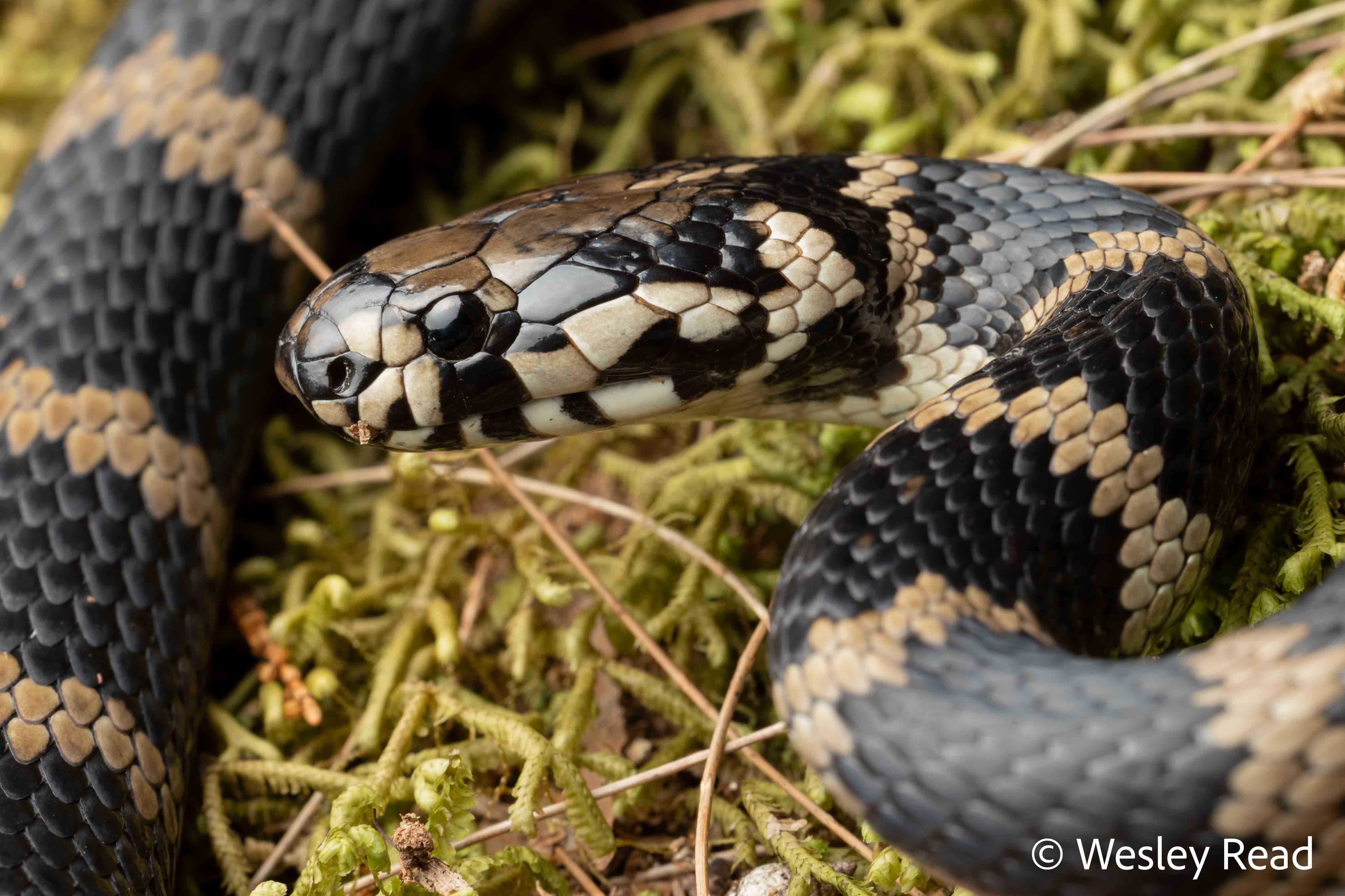 Hoplocephalus stephensii