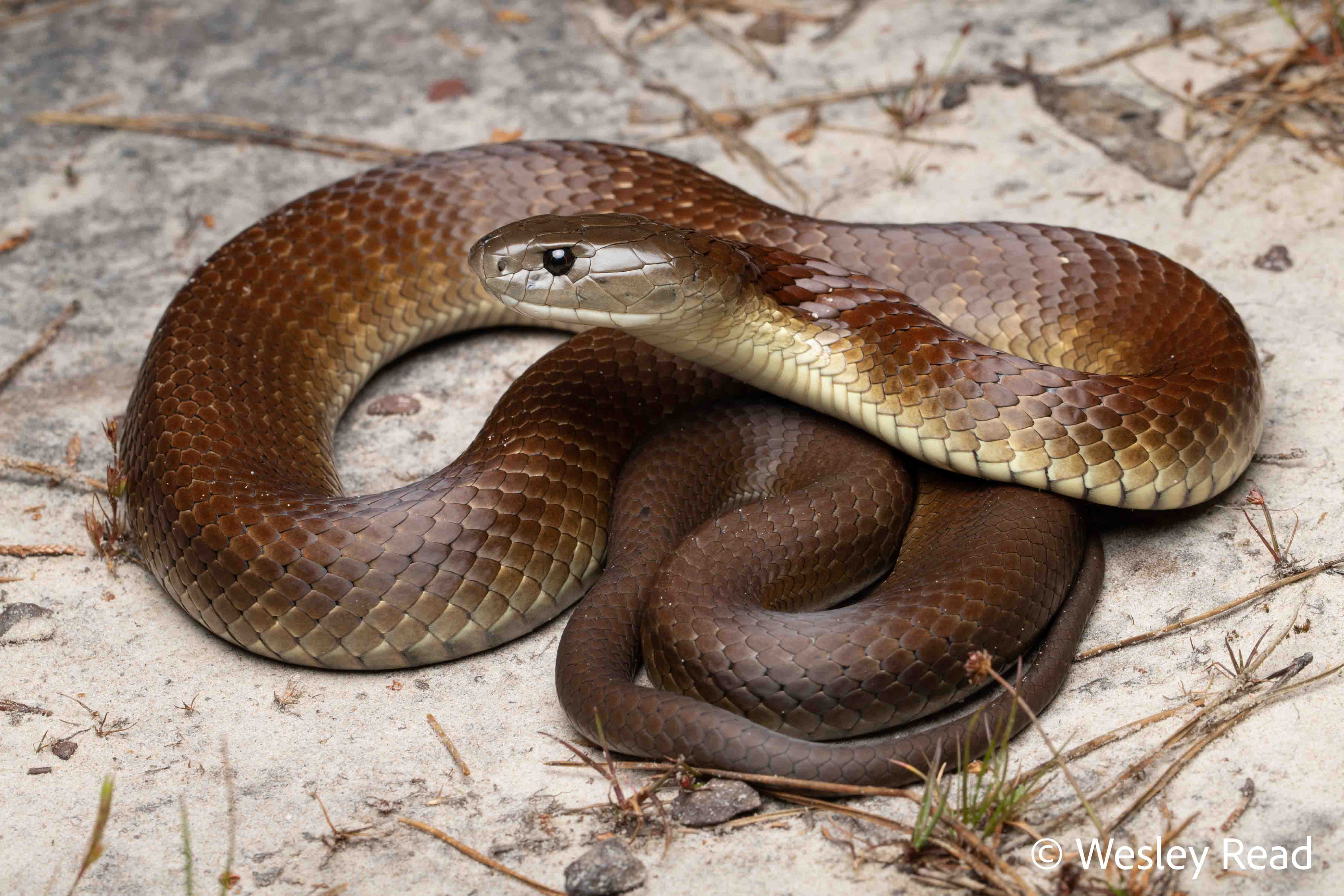 Notechis scutatus