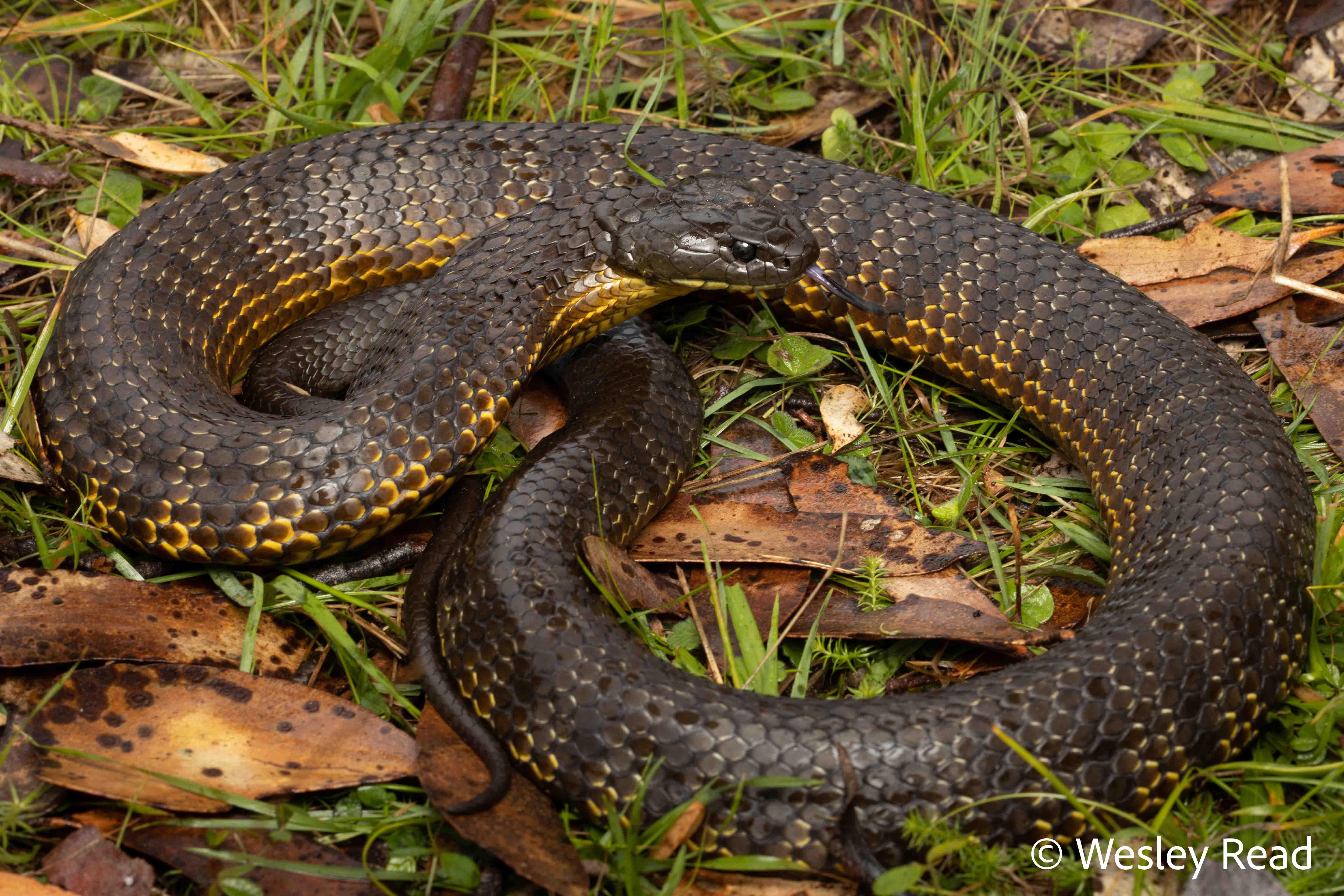 Notechis scutatus