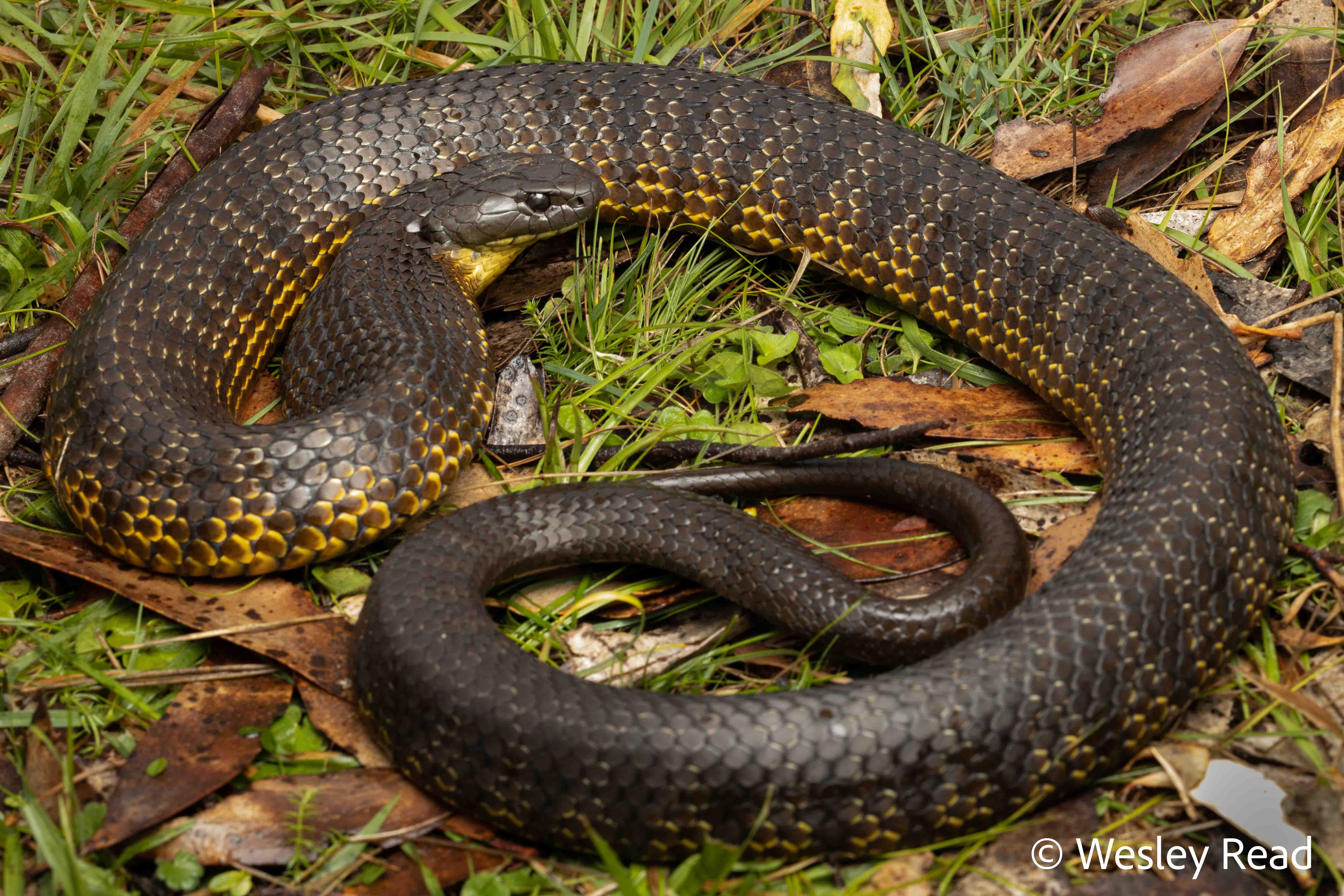 Notechis scutatus