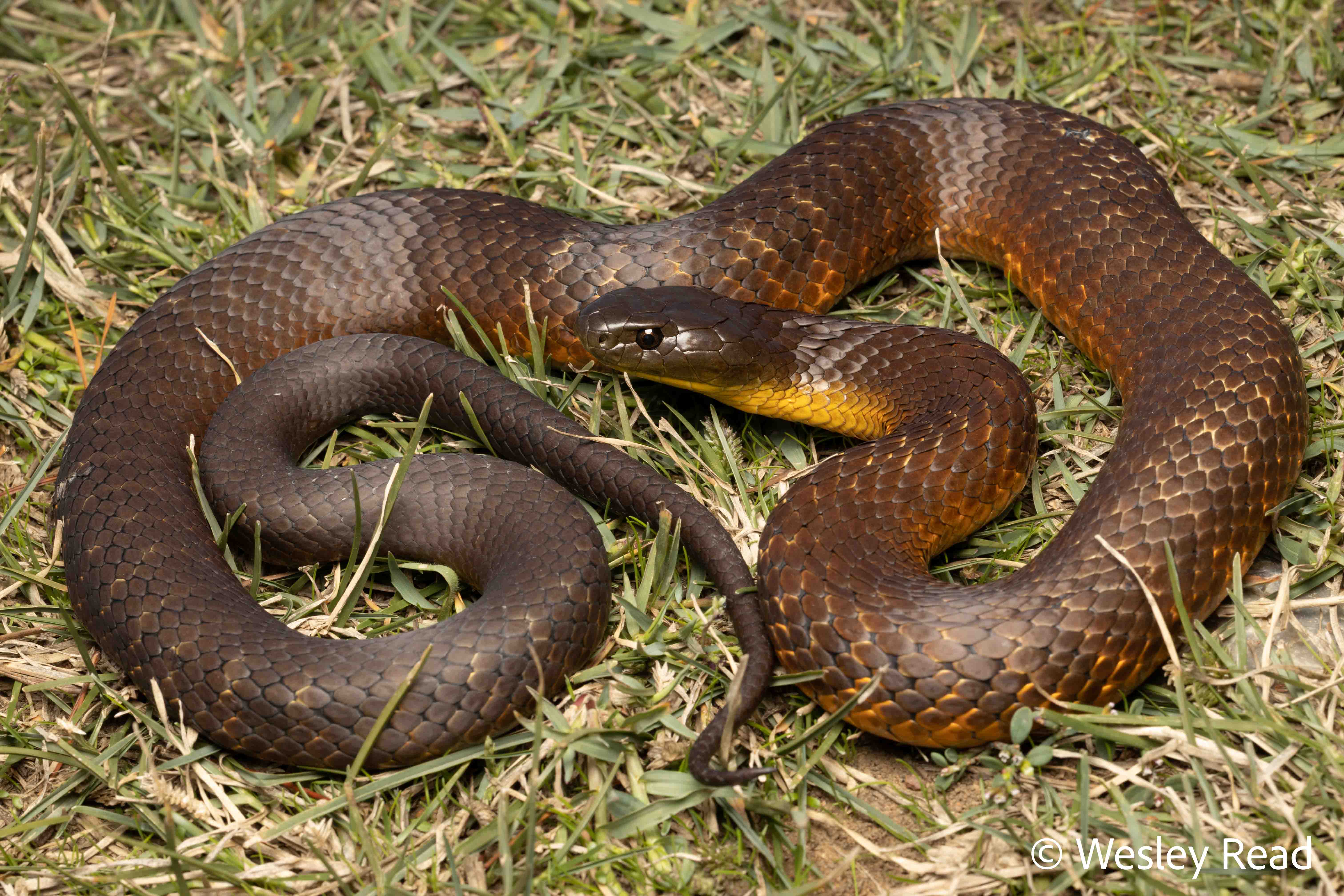 Notechis scutatus