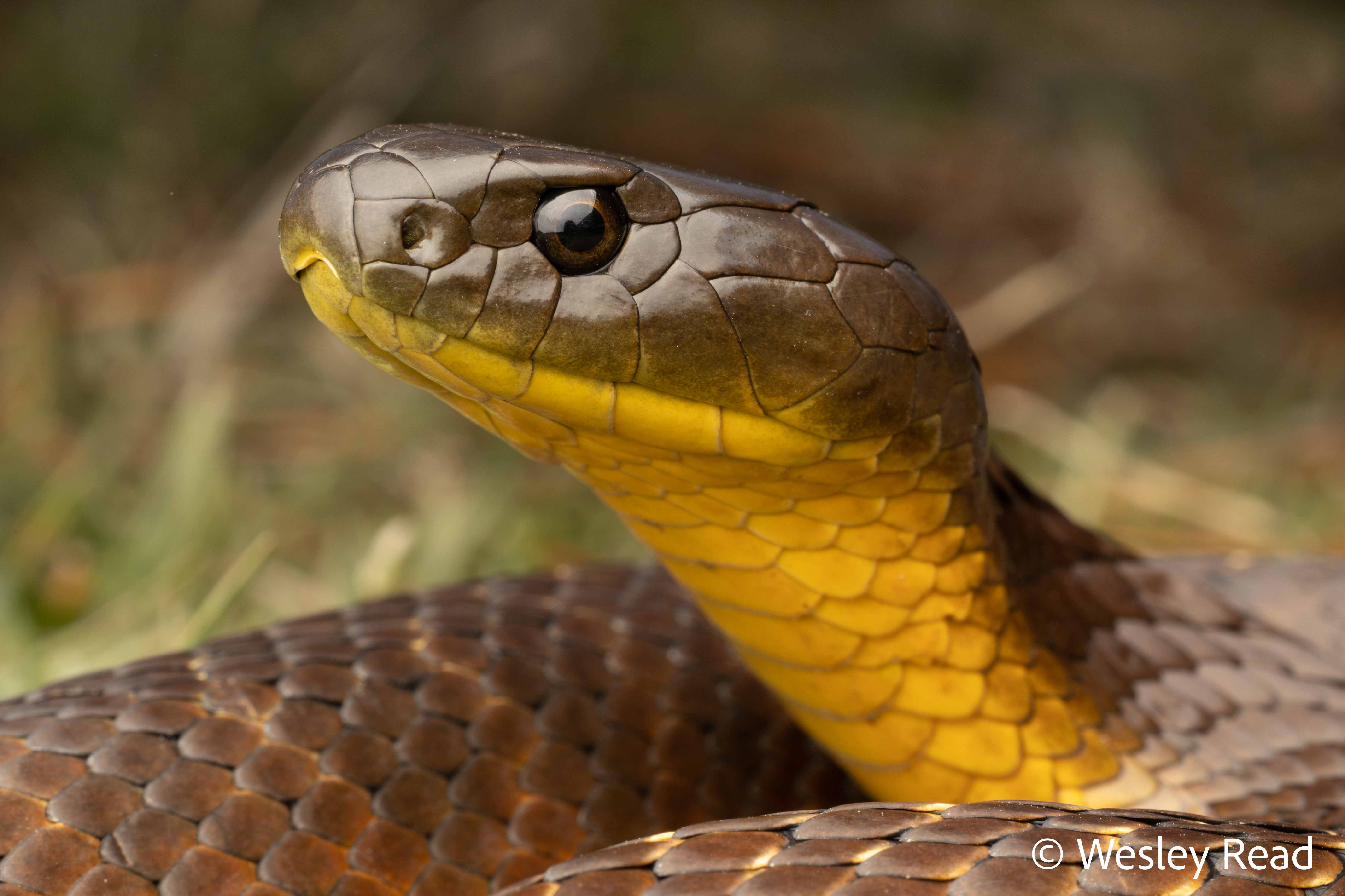 Notechis scutatus