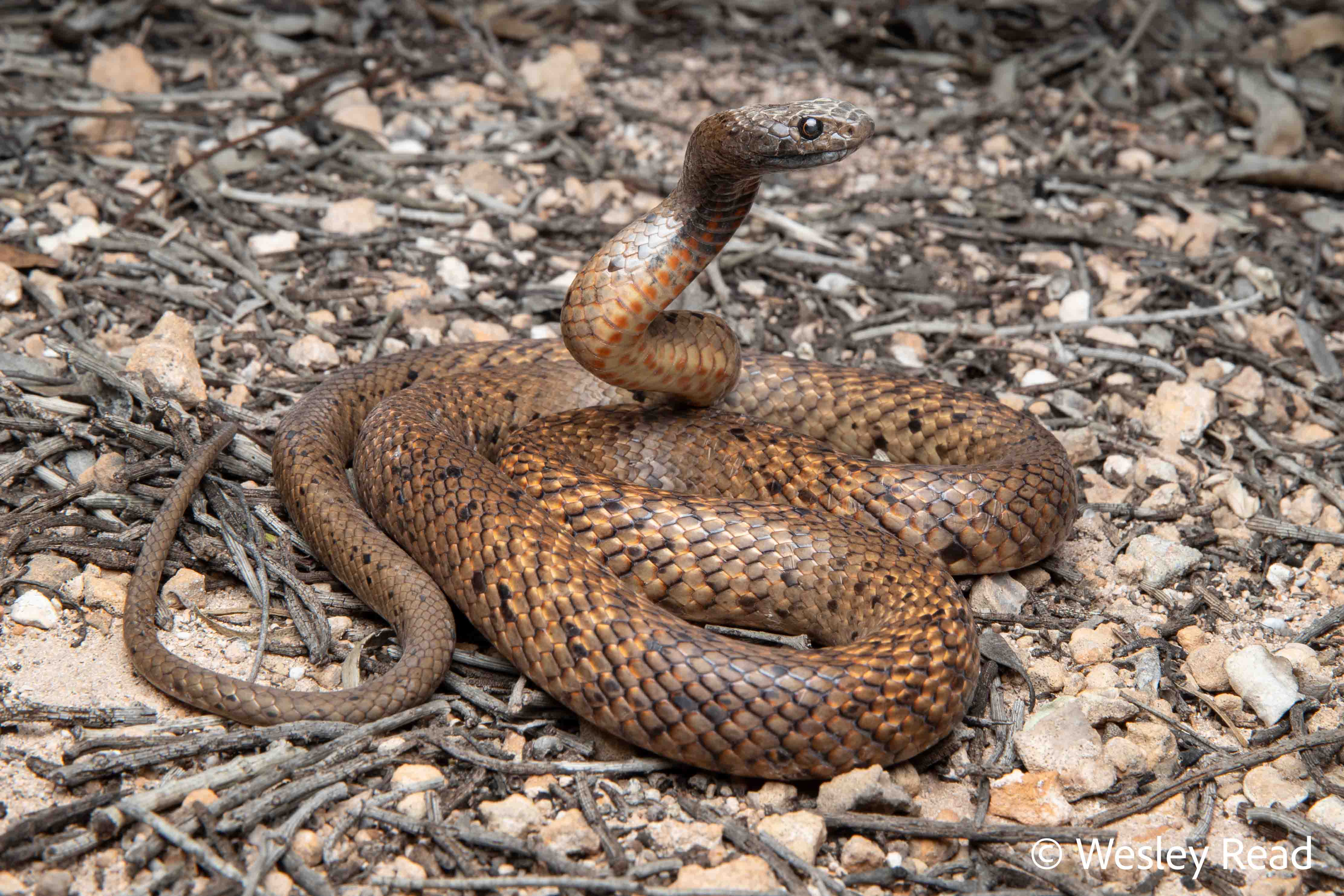 Pseudonaja affinis