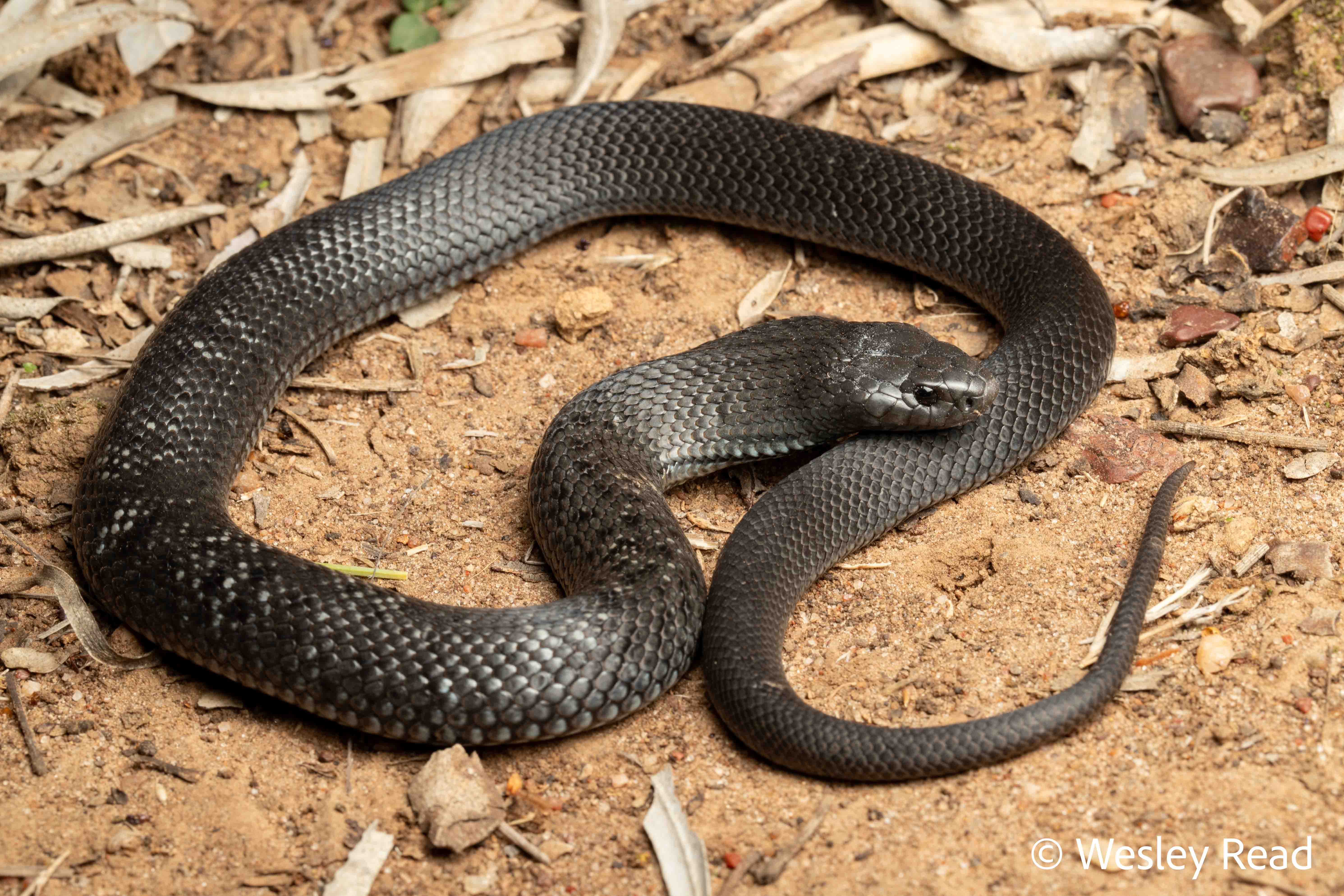 Pseudechis guttatus