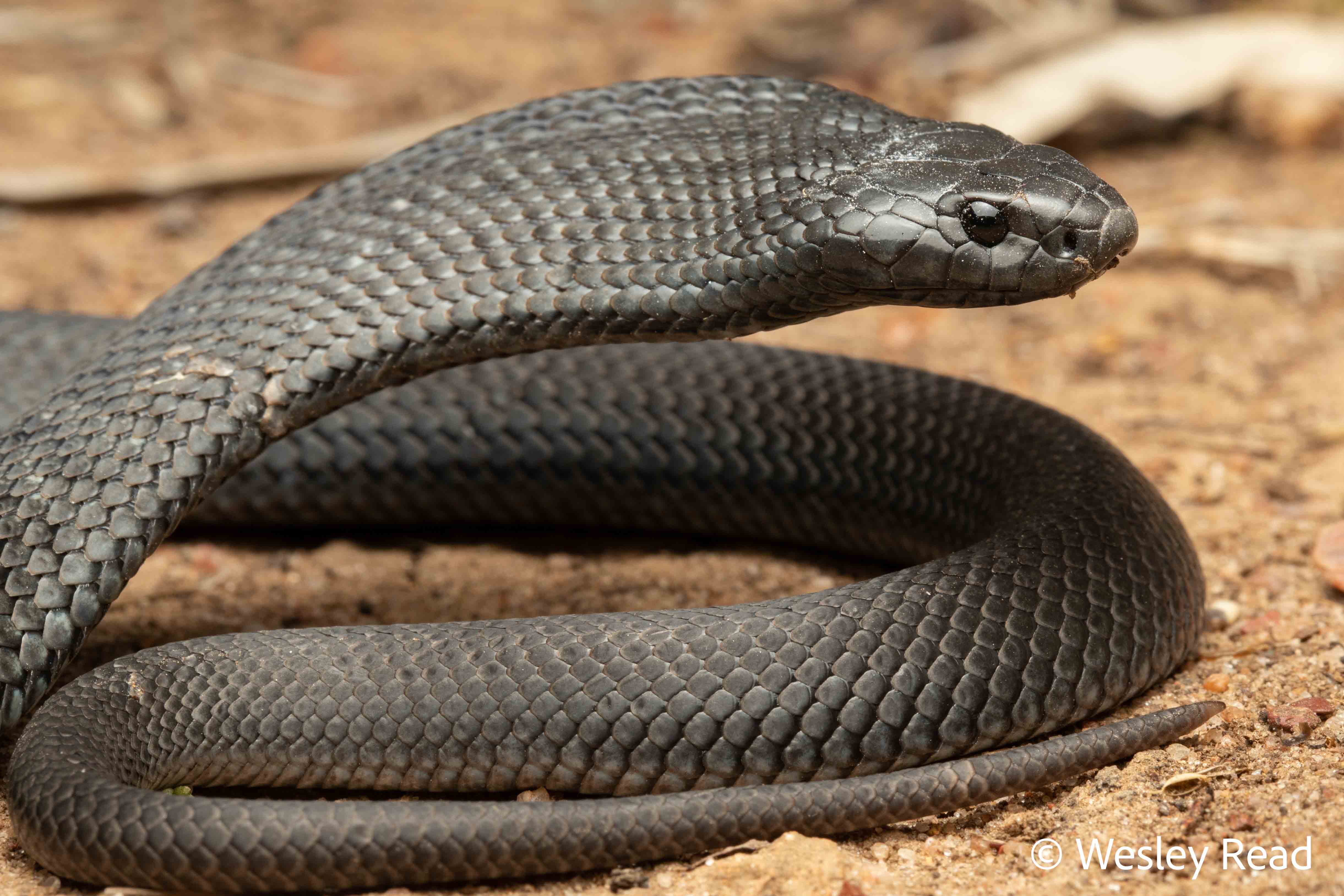 Pseudechis guttatus