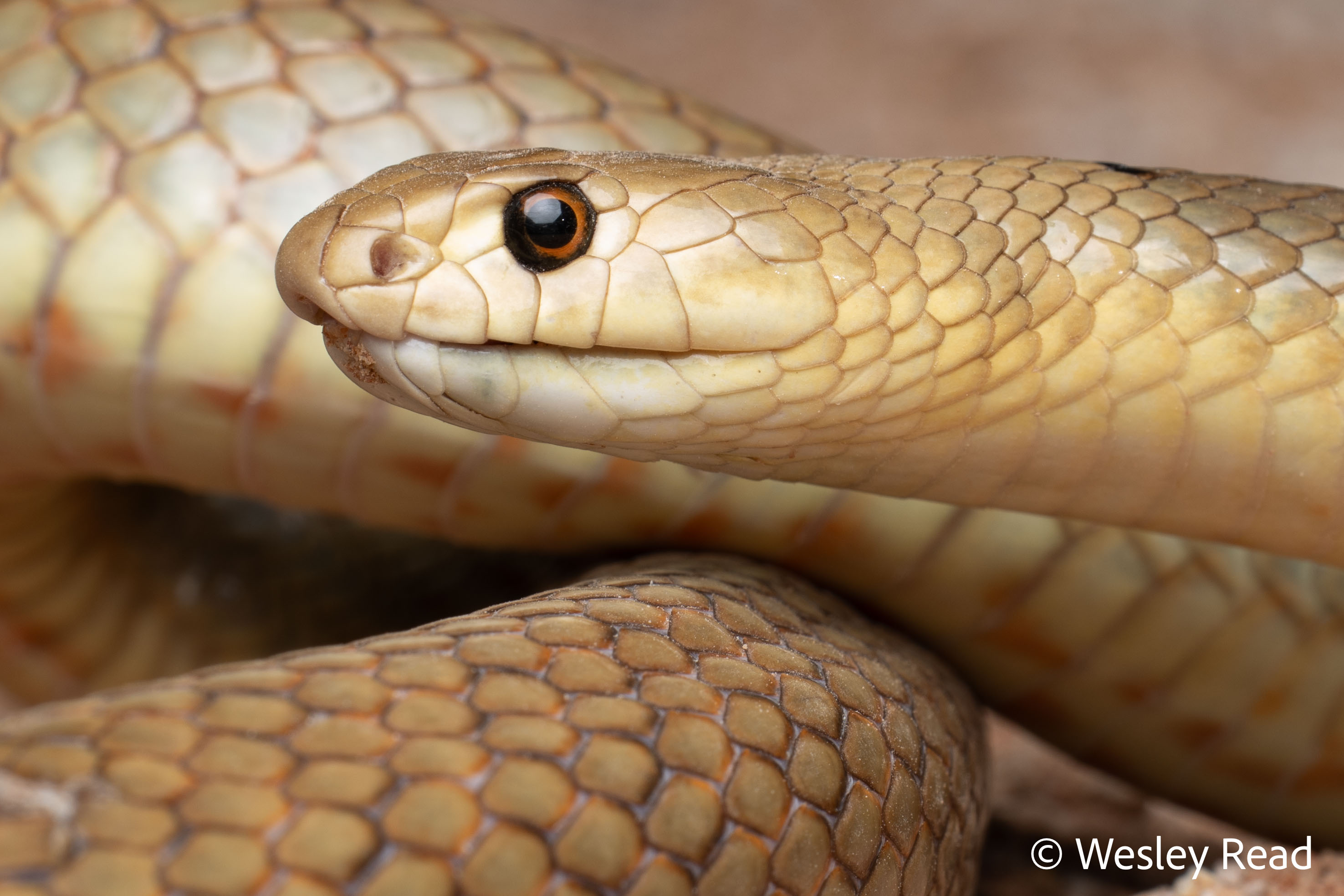 Pseudonaja mengdeni