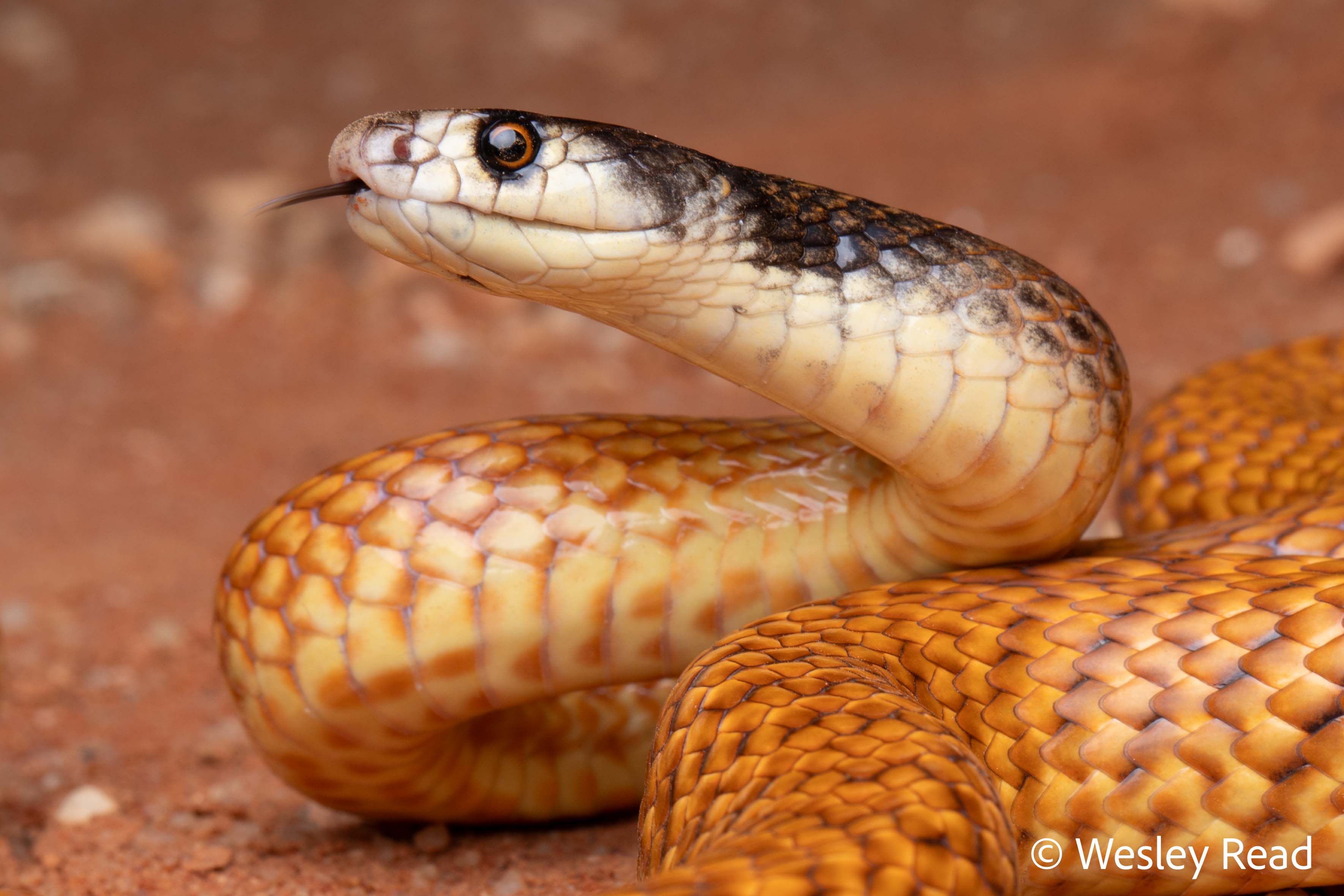 Pseudonaja mengdeni