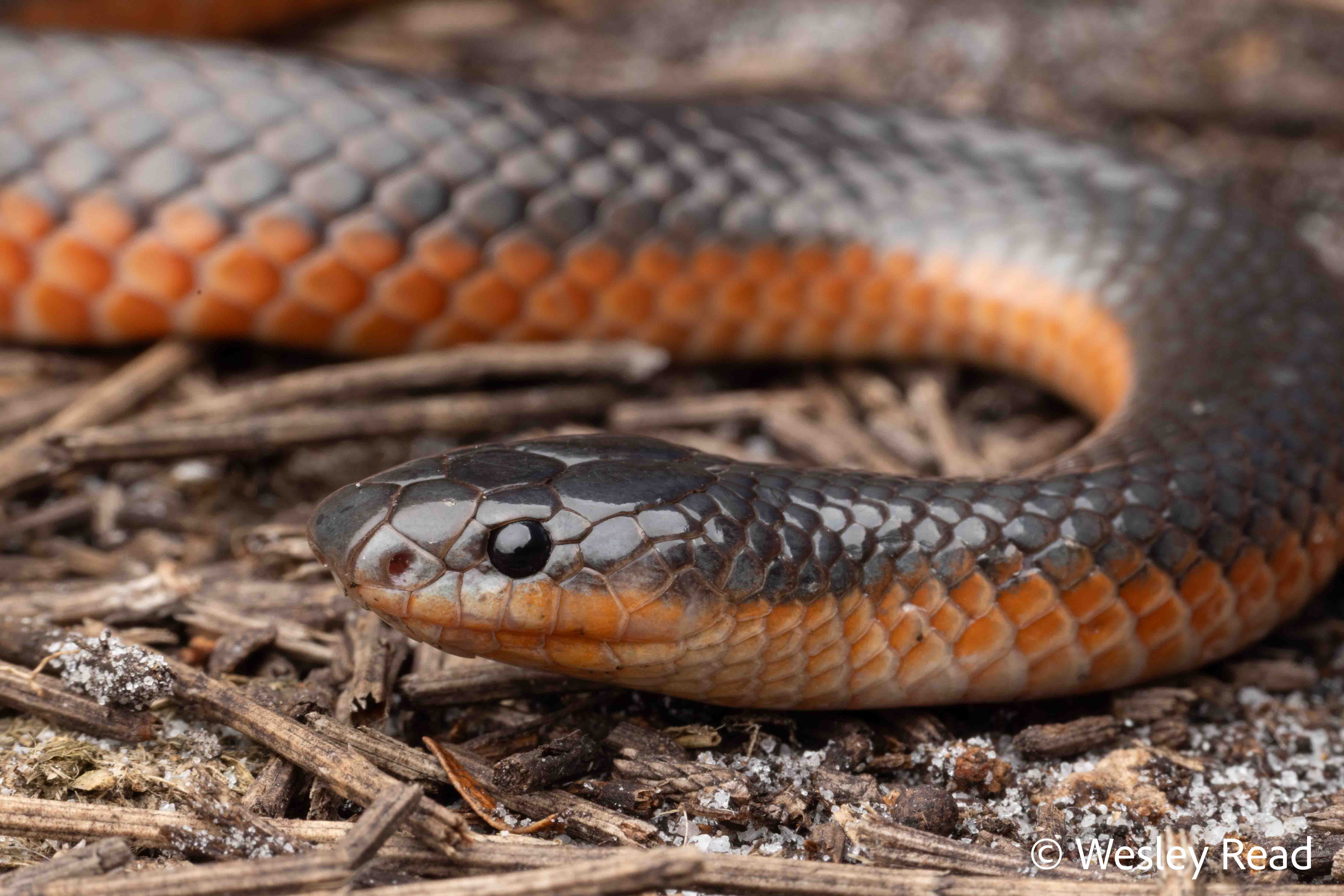 Rhinoplocephalus bicolor