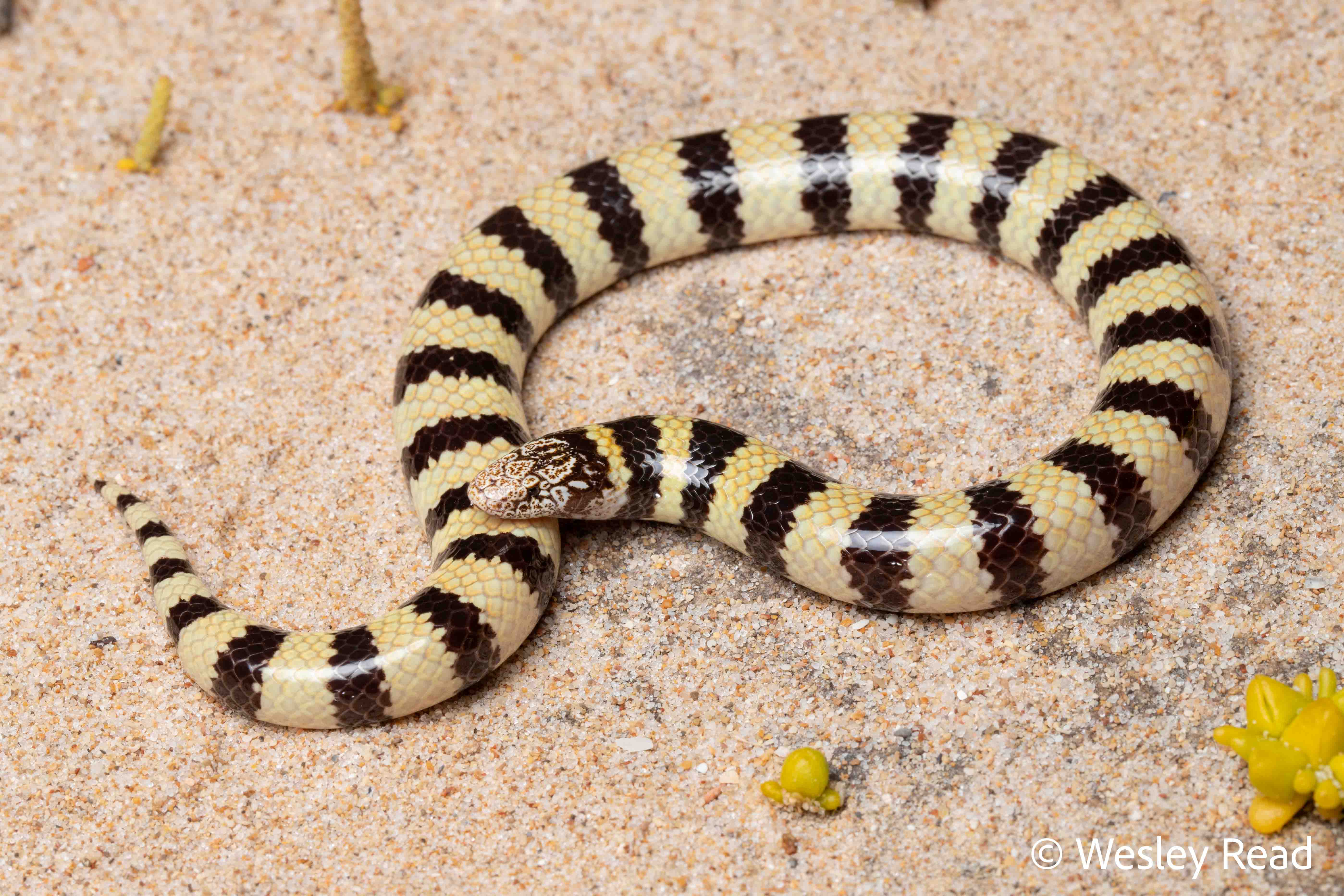 Simoselaps littoralis