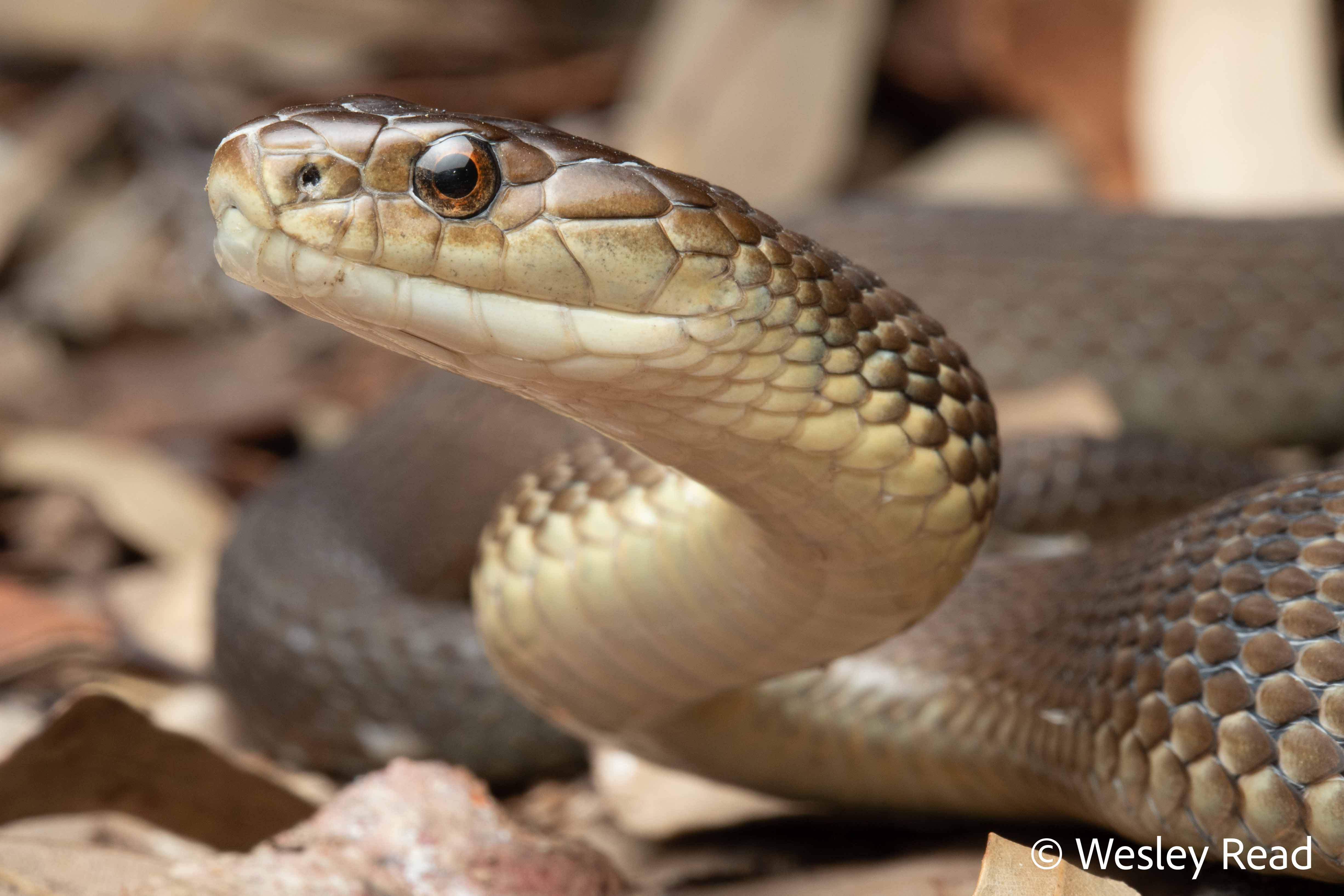 Tropidechis carinatus
