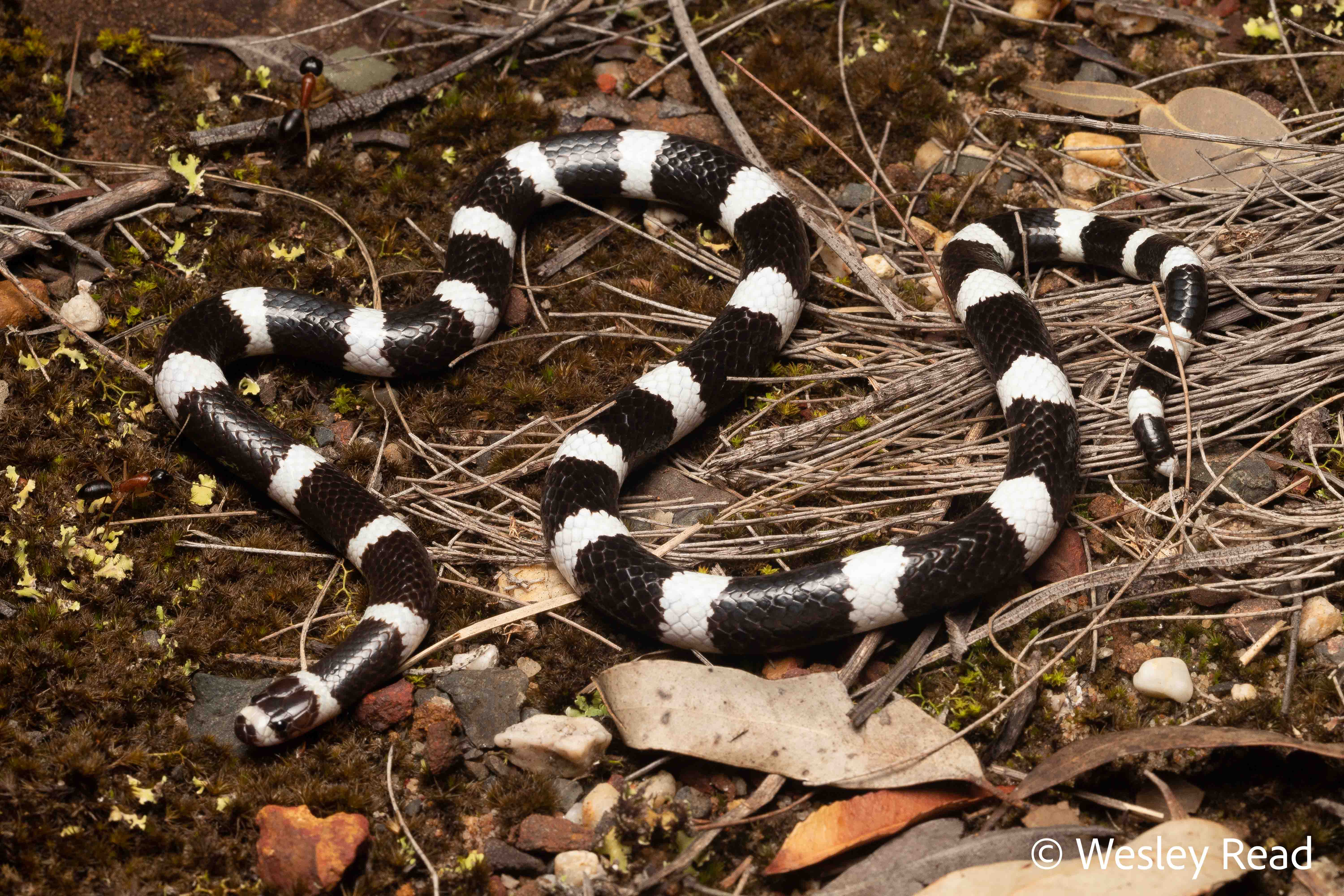 Vermicella annulata