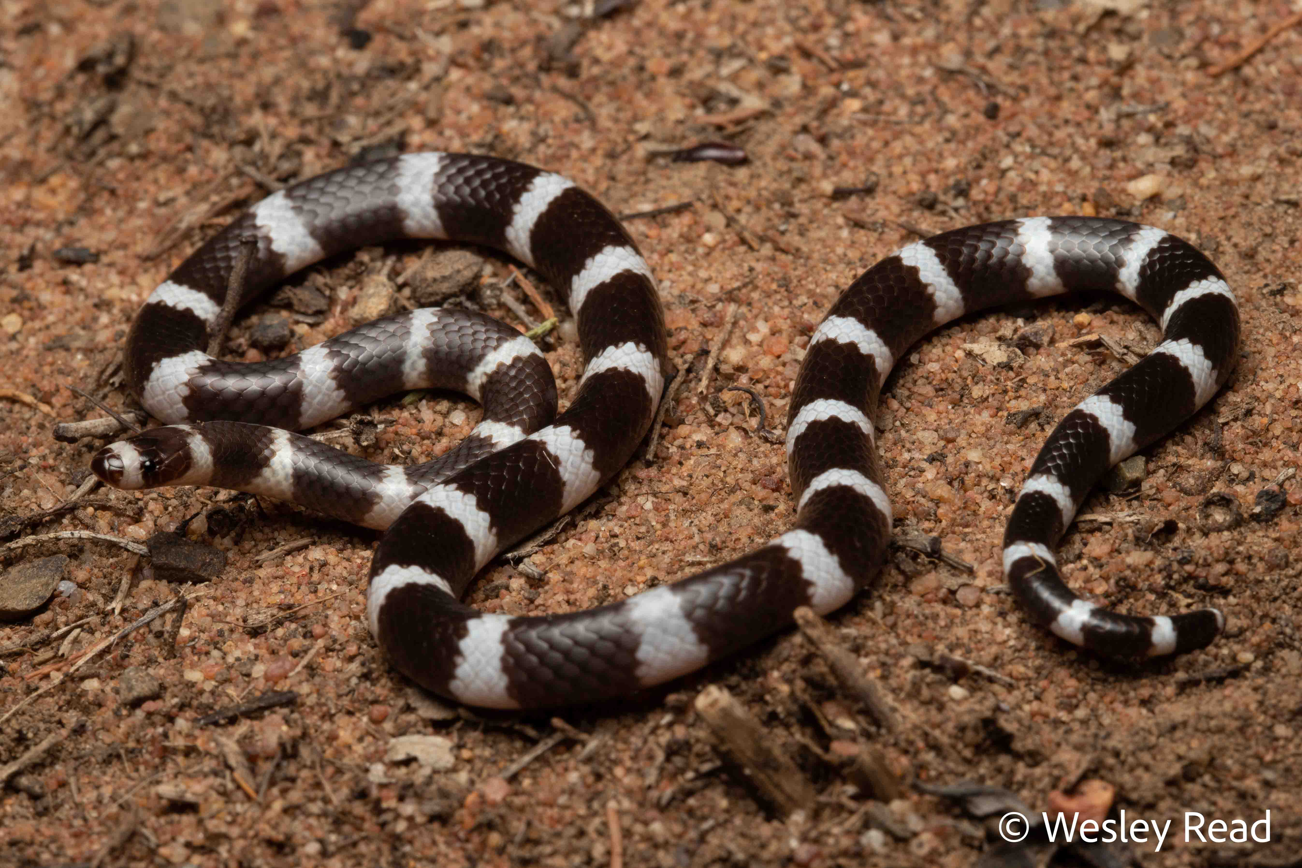 Vermicella annulata
