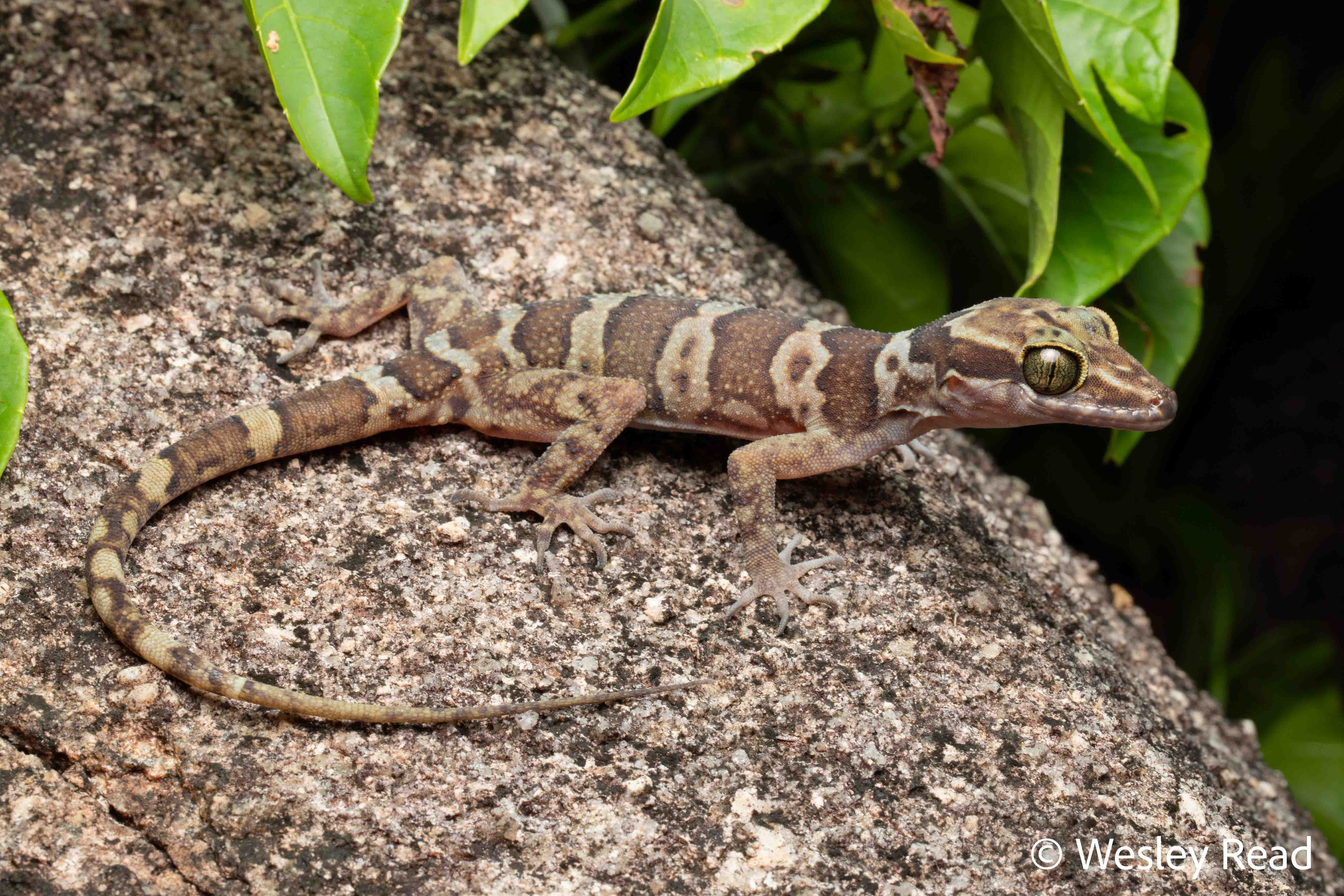 Cyrtodactylus hoskini