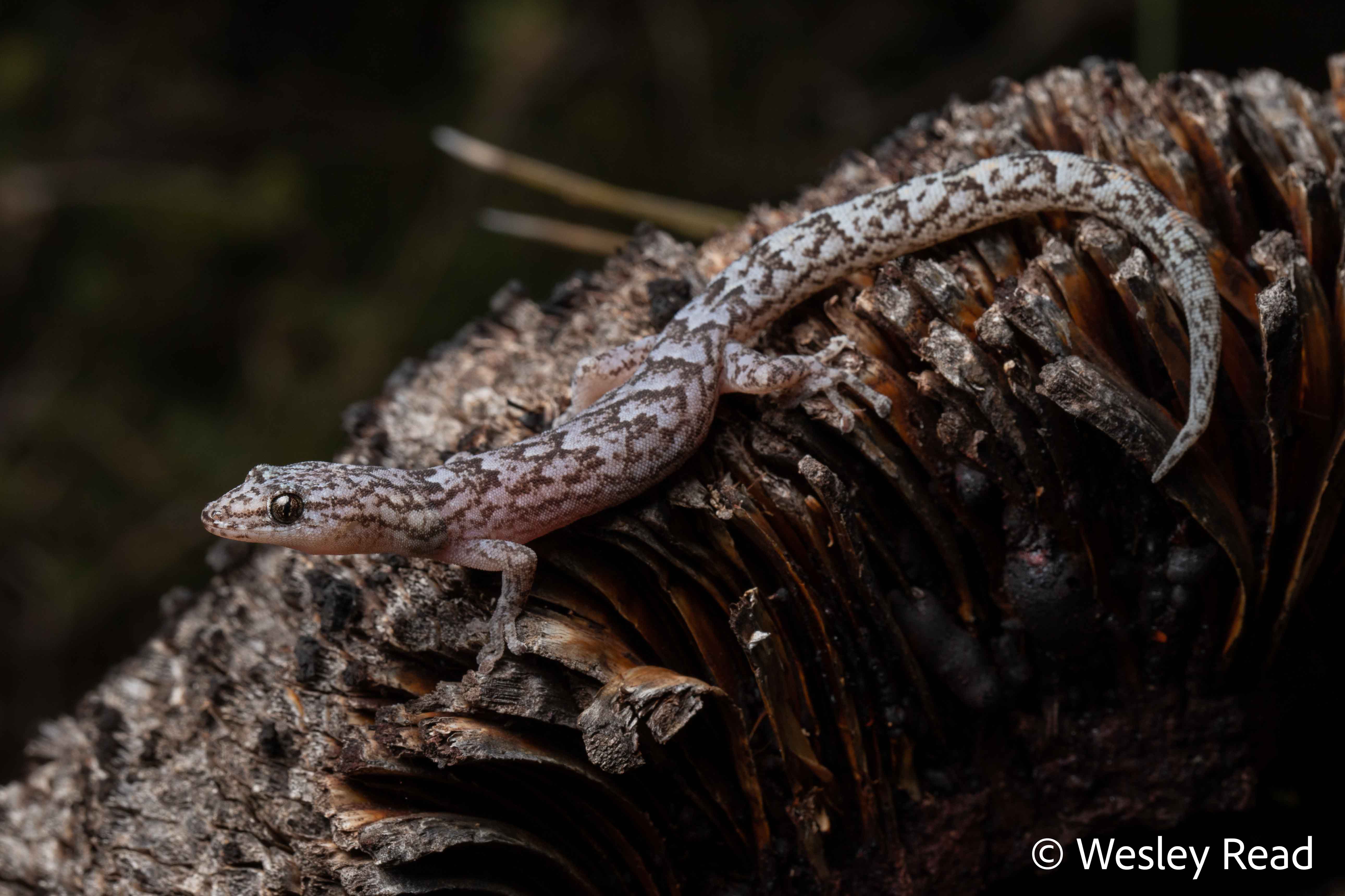 Christinus marmoratus