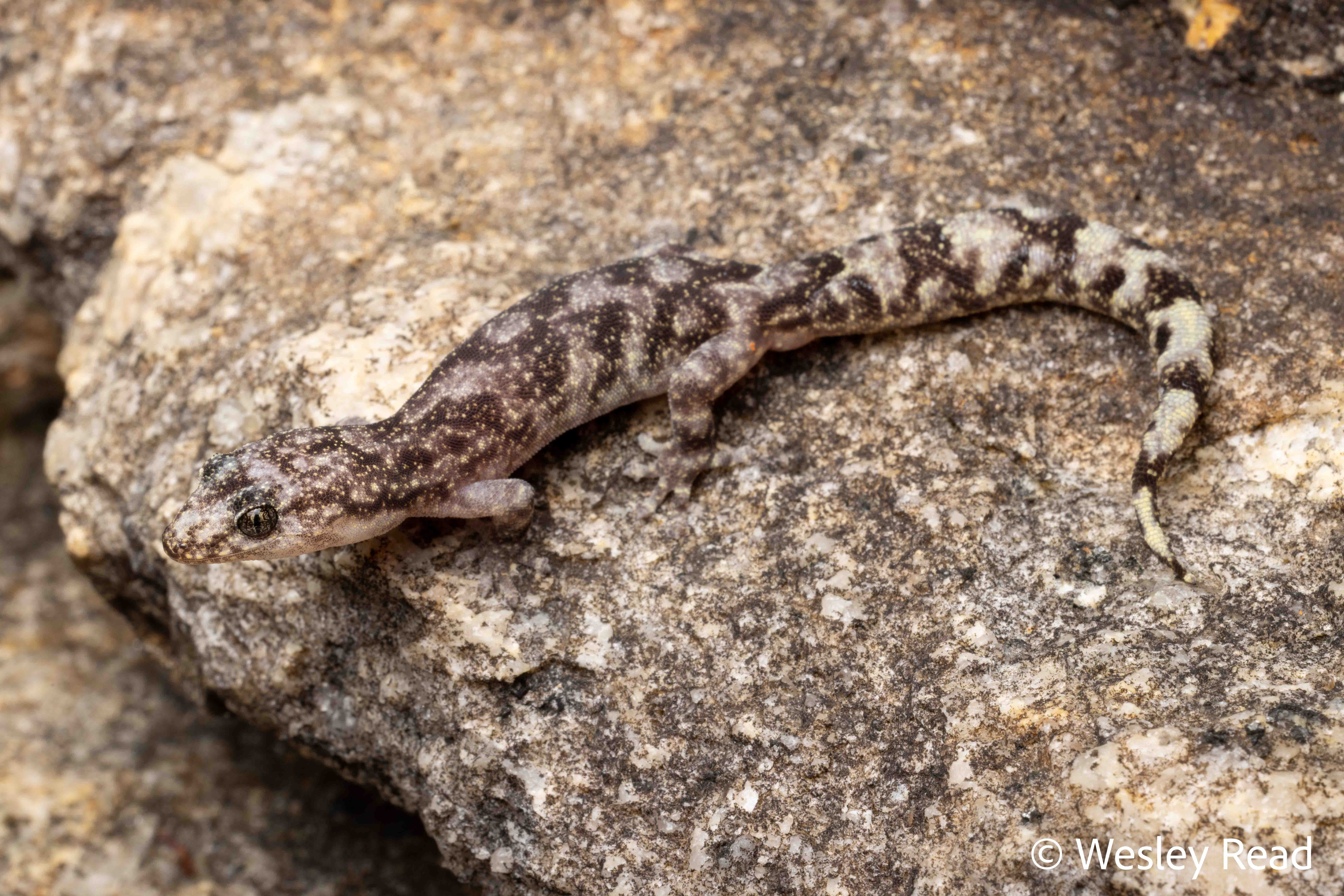 Christinus marmoratus
