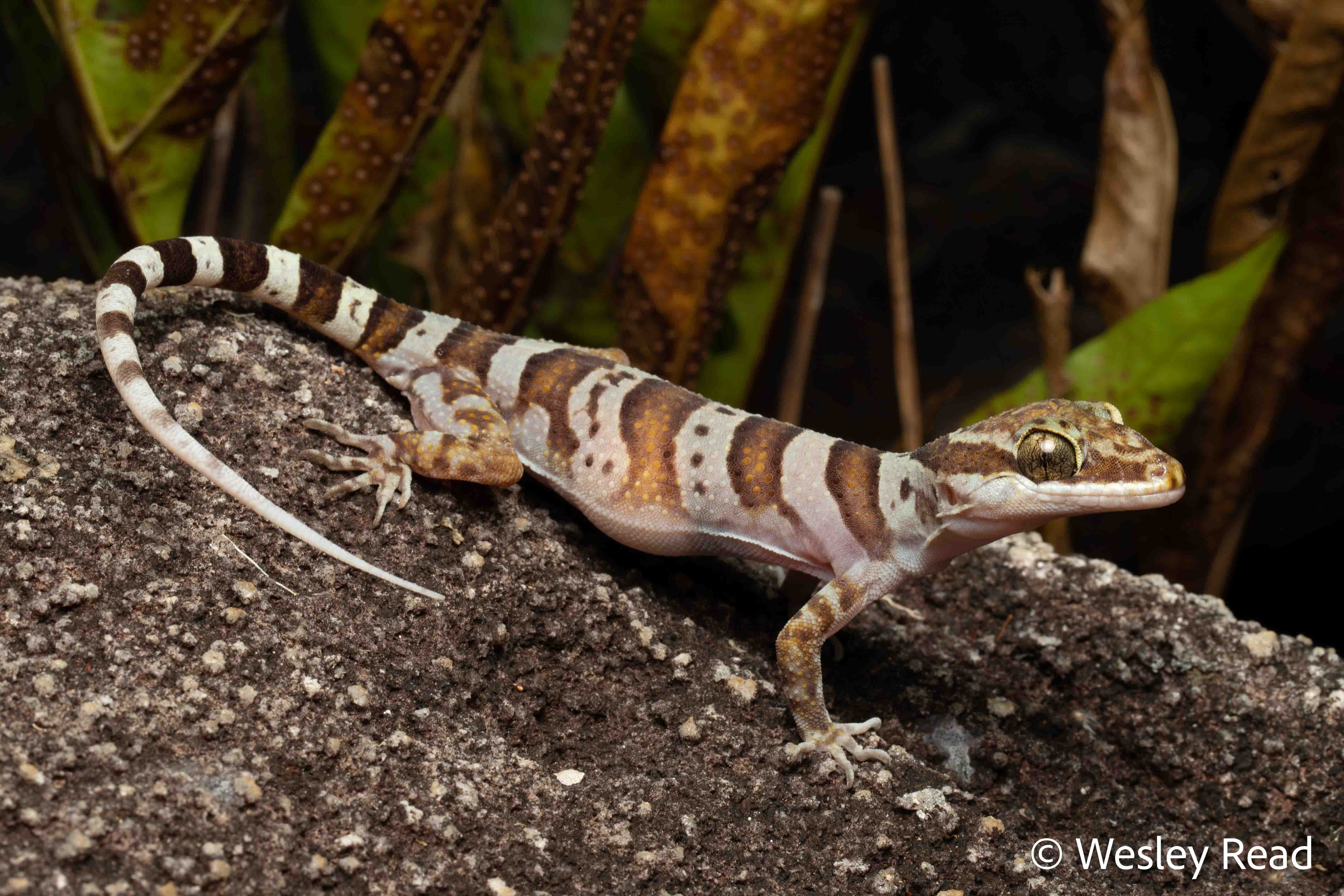 Cyrtodactylus tuberculatus