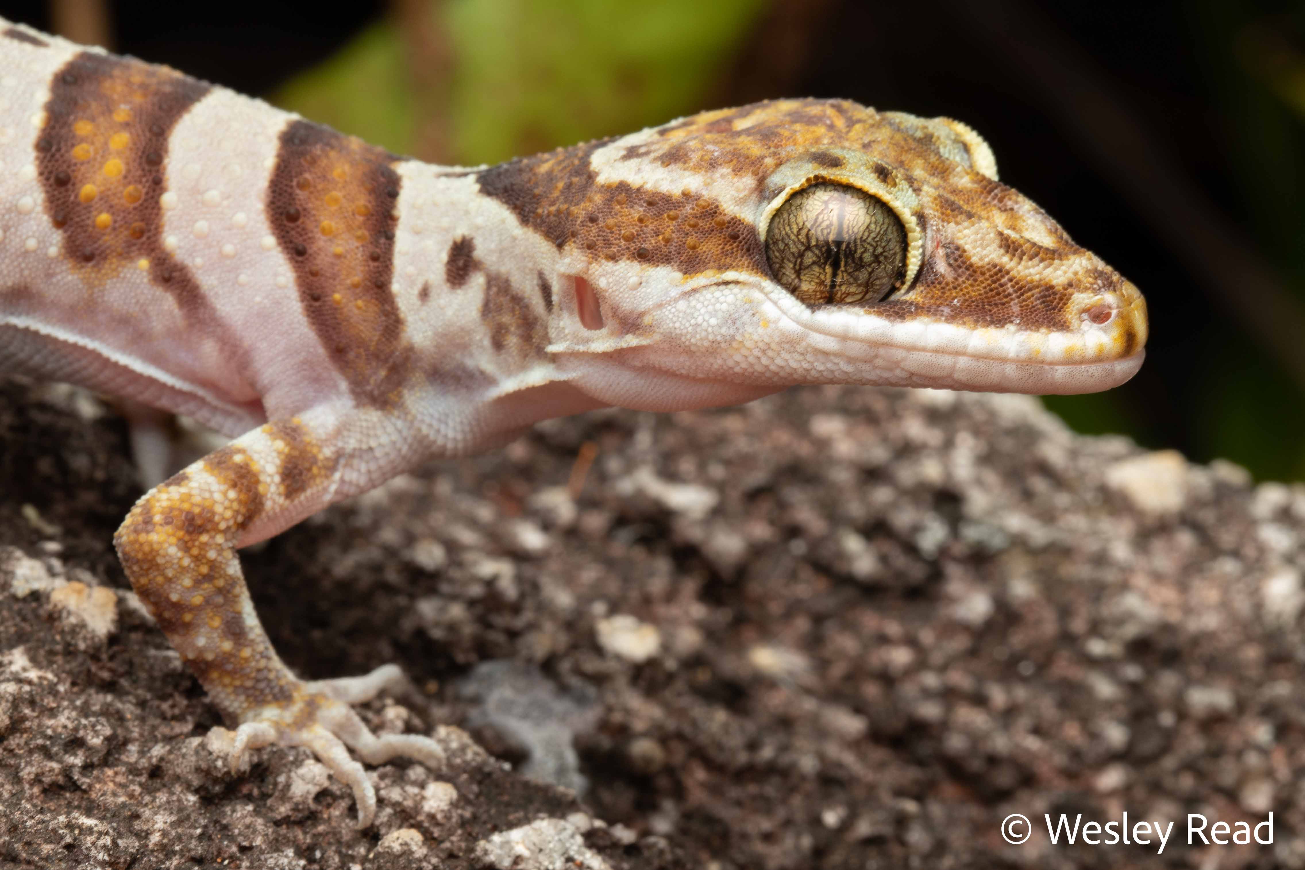 Cyrtodactylus tuberculatus