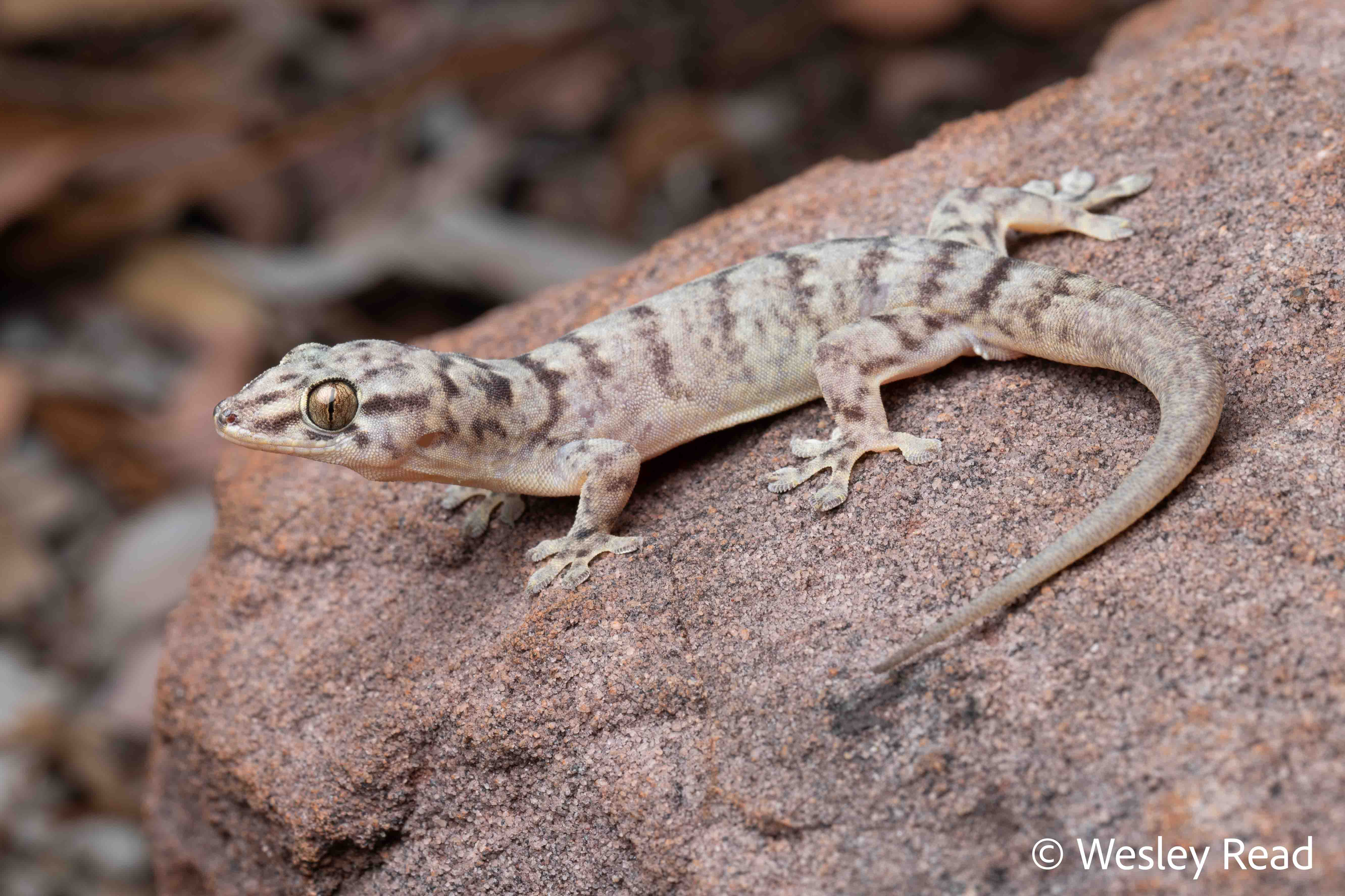 Gehyra arnhemica