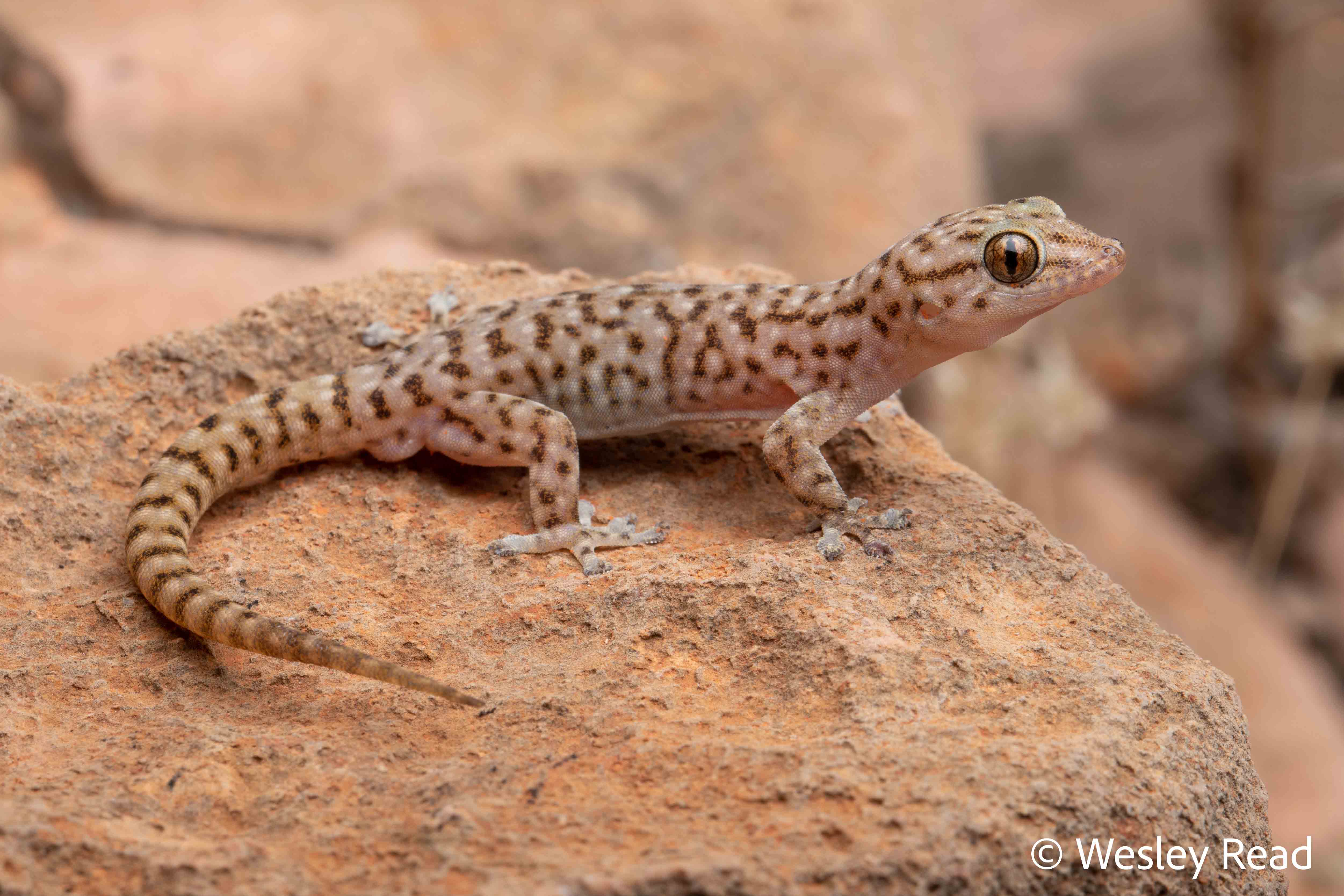 Gehyra capensis