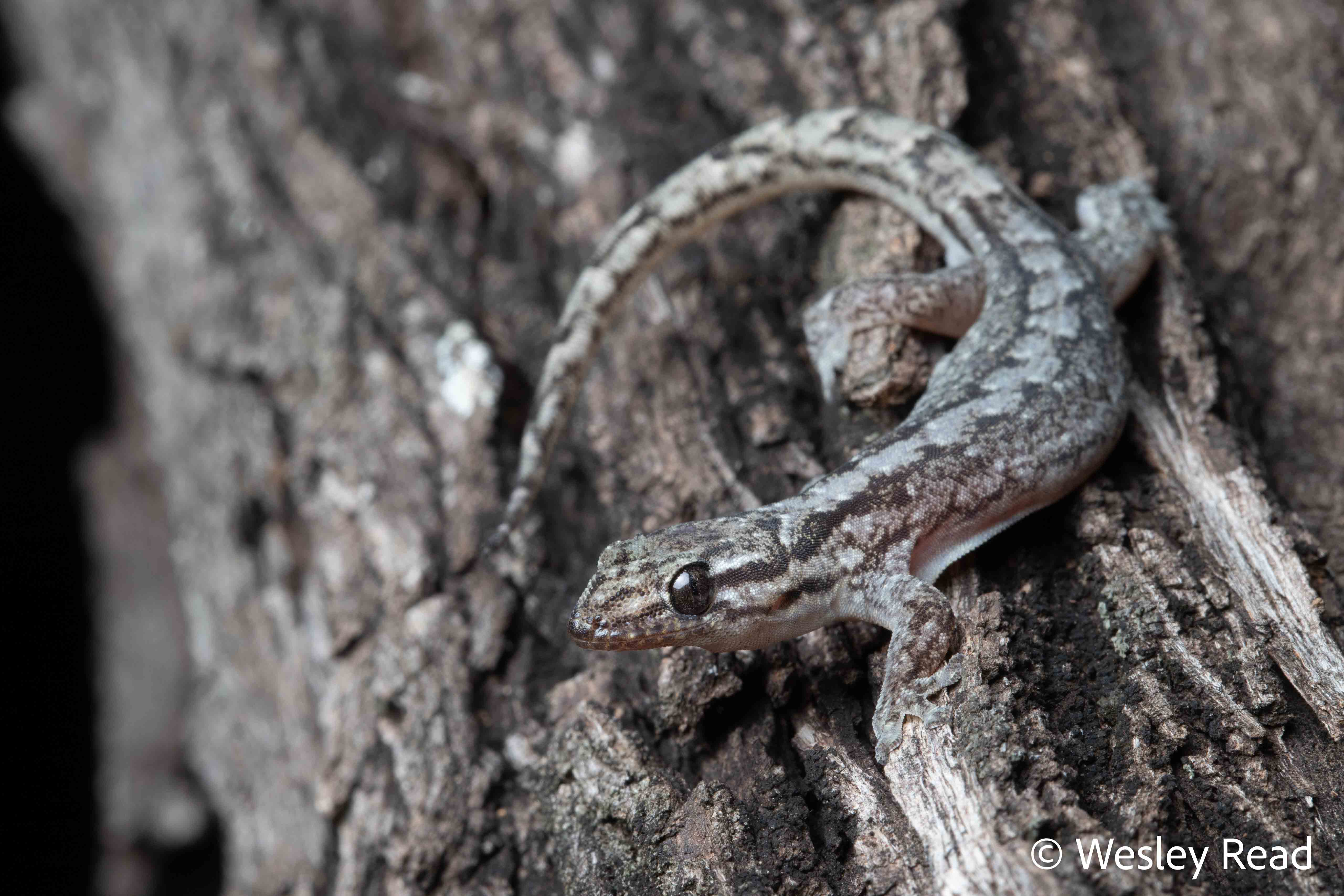 Gehyra catenata