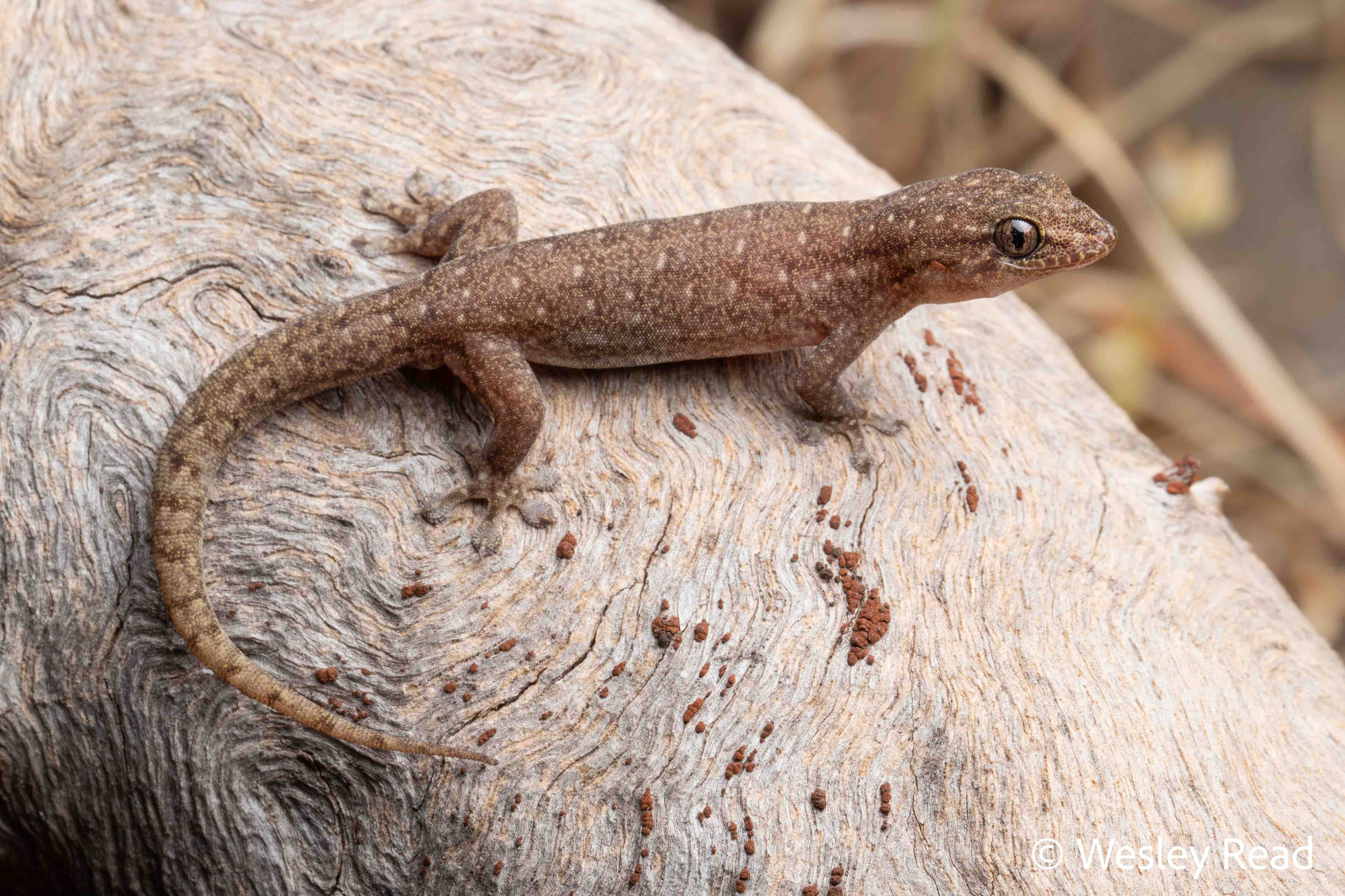 Gehyra crypta