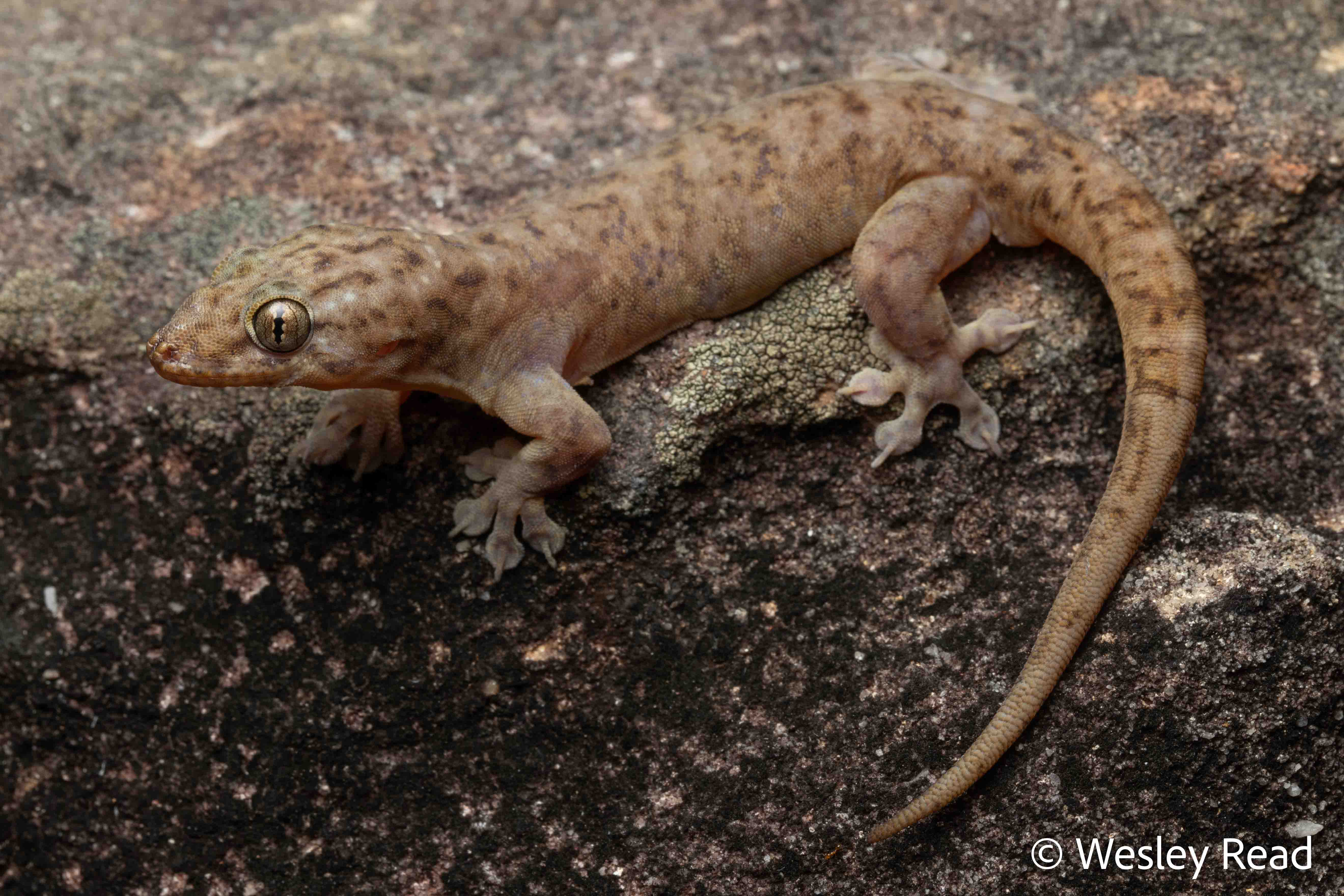 Gehyra dubia
