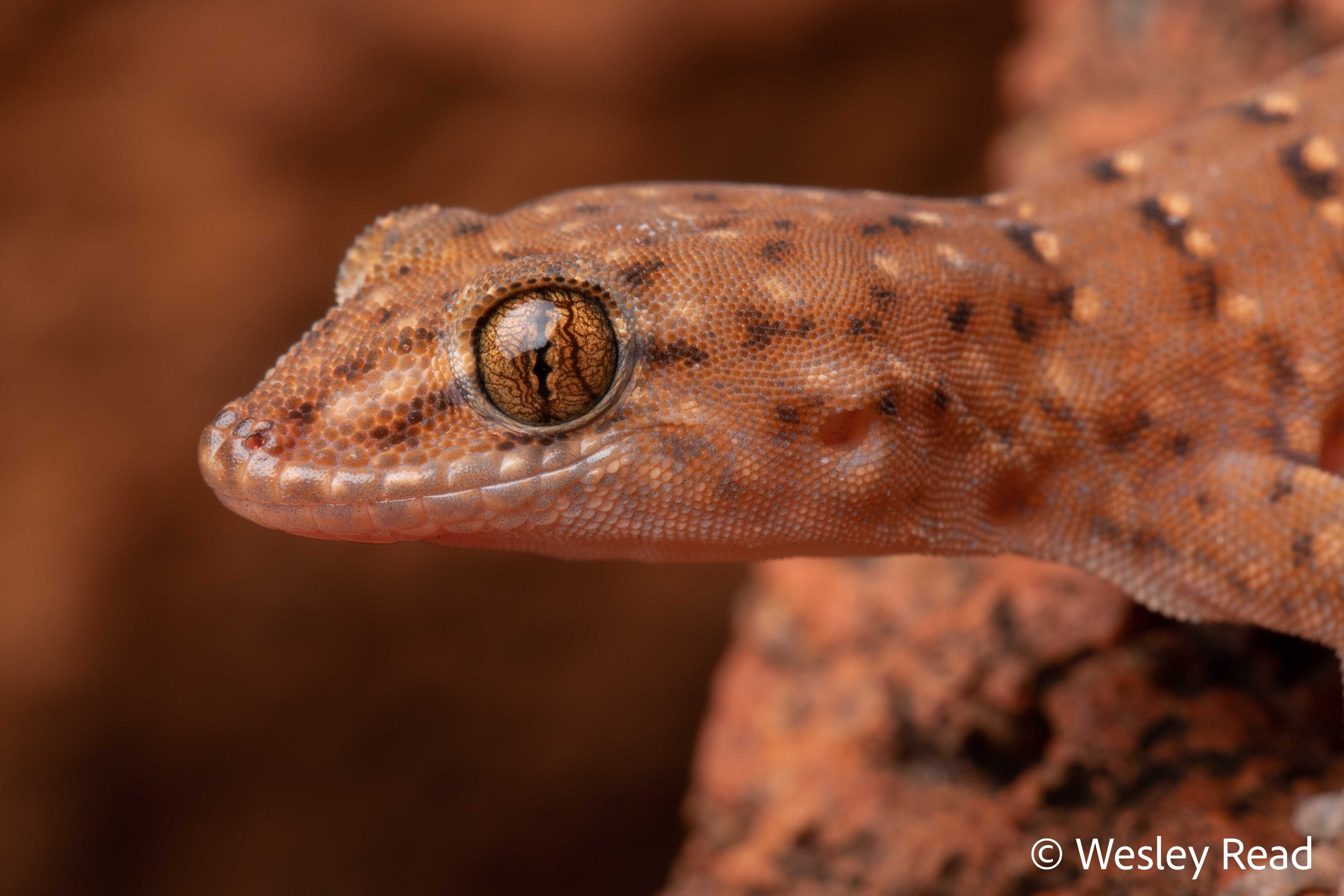 Gehyra fenestrula