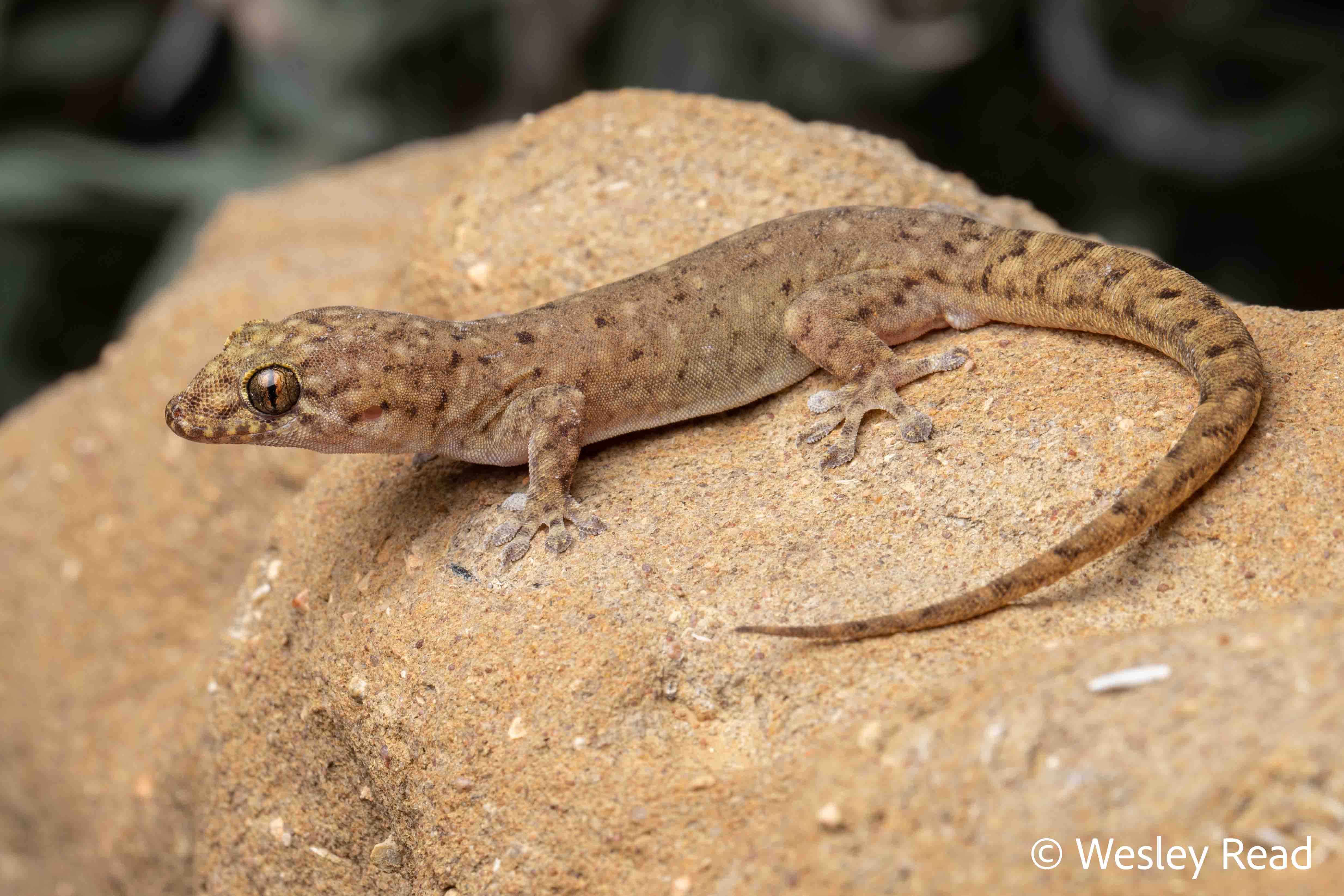 Gehyra kimberleyi