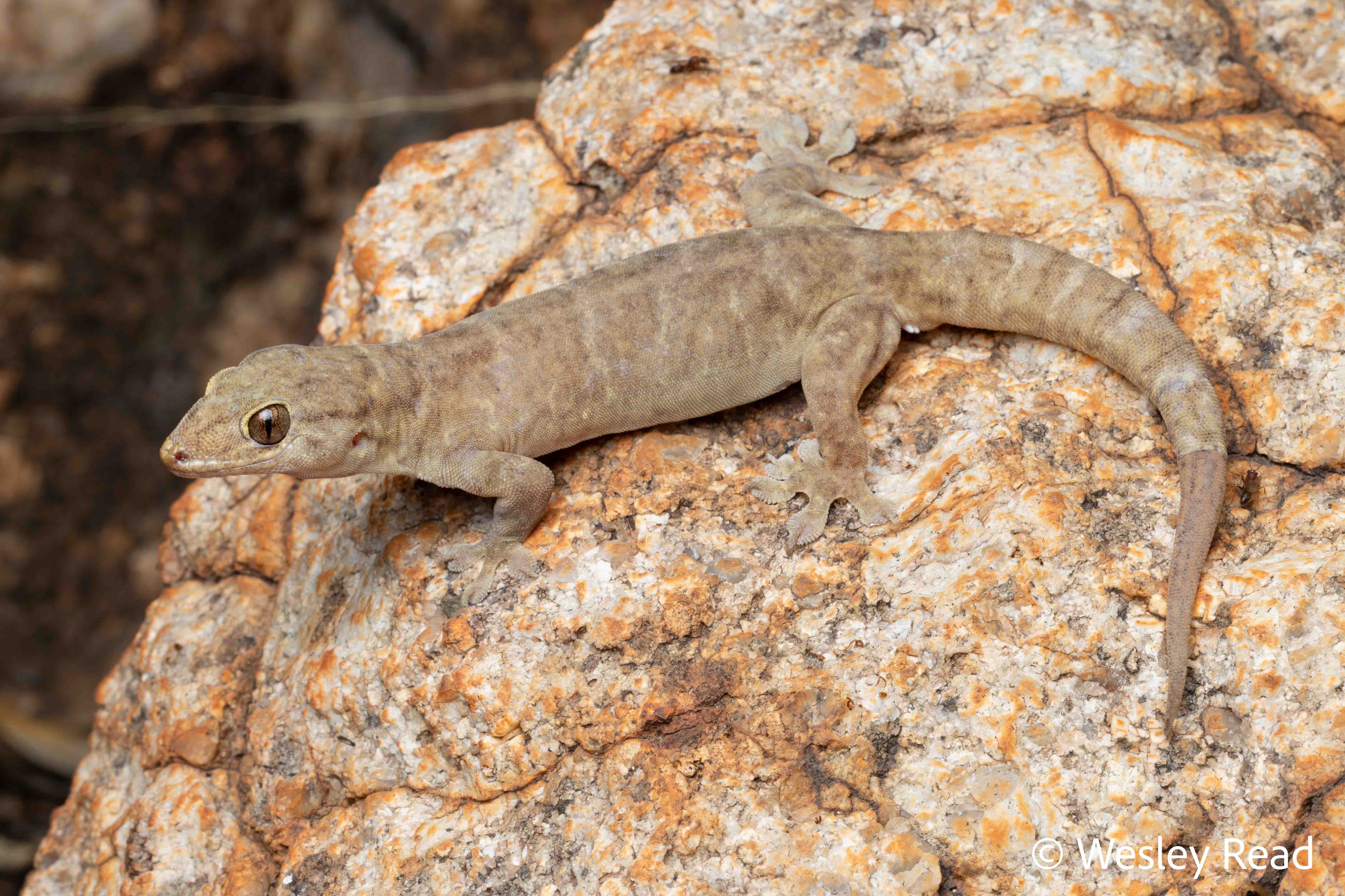 Gehyra koira