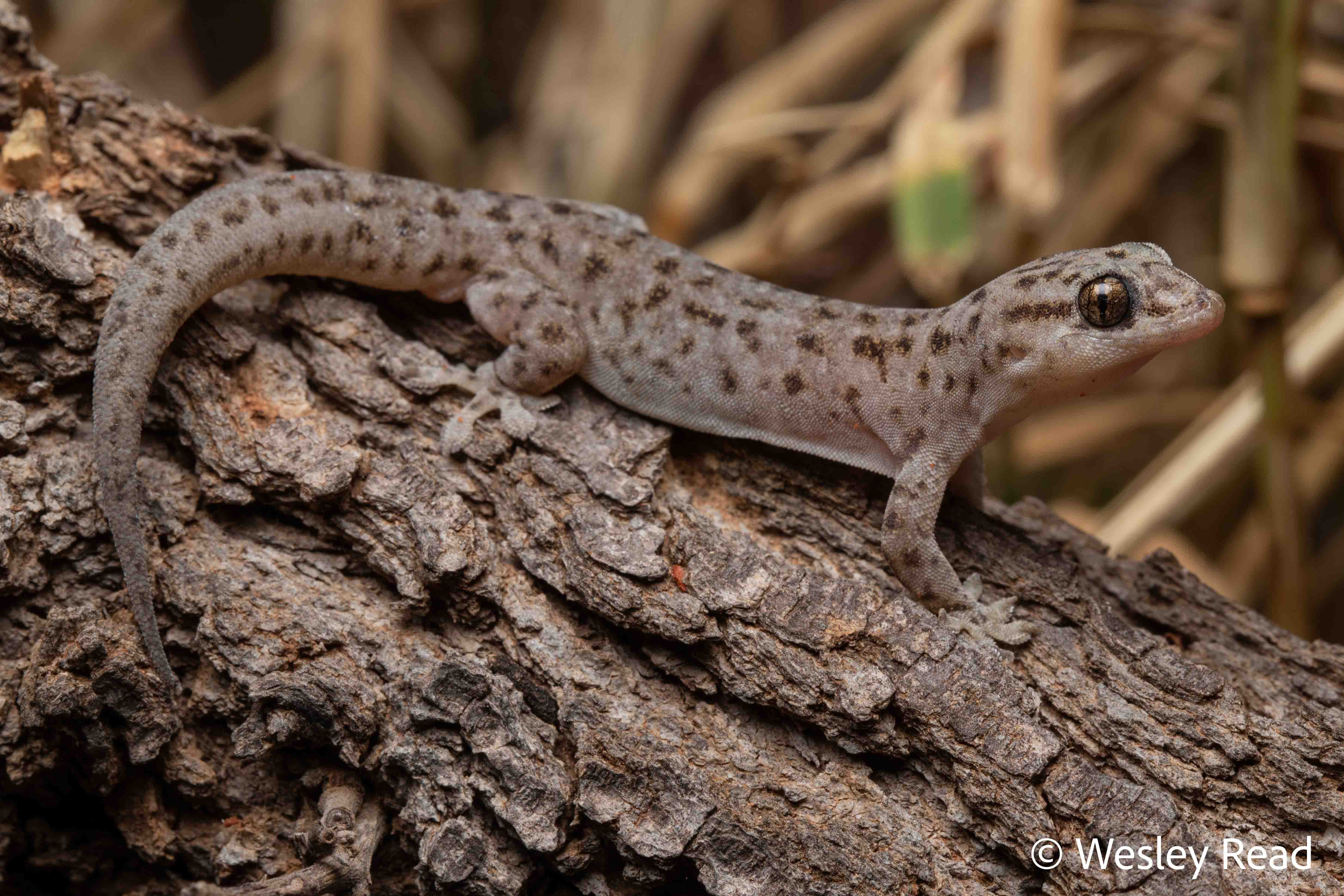 Gehyra montium