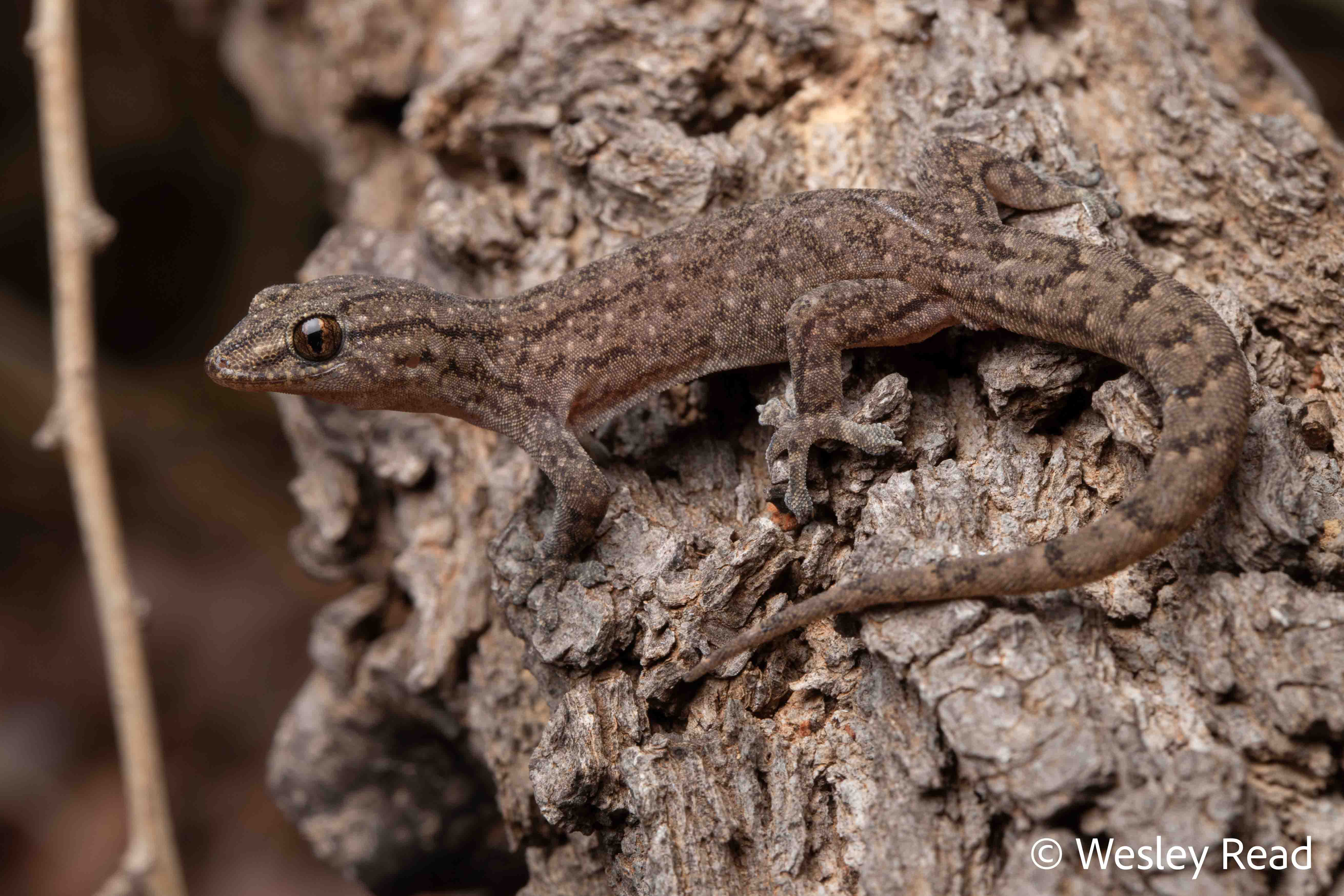 Gehyra montium