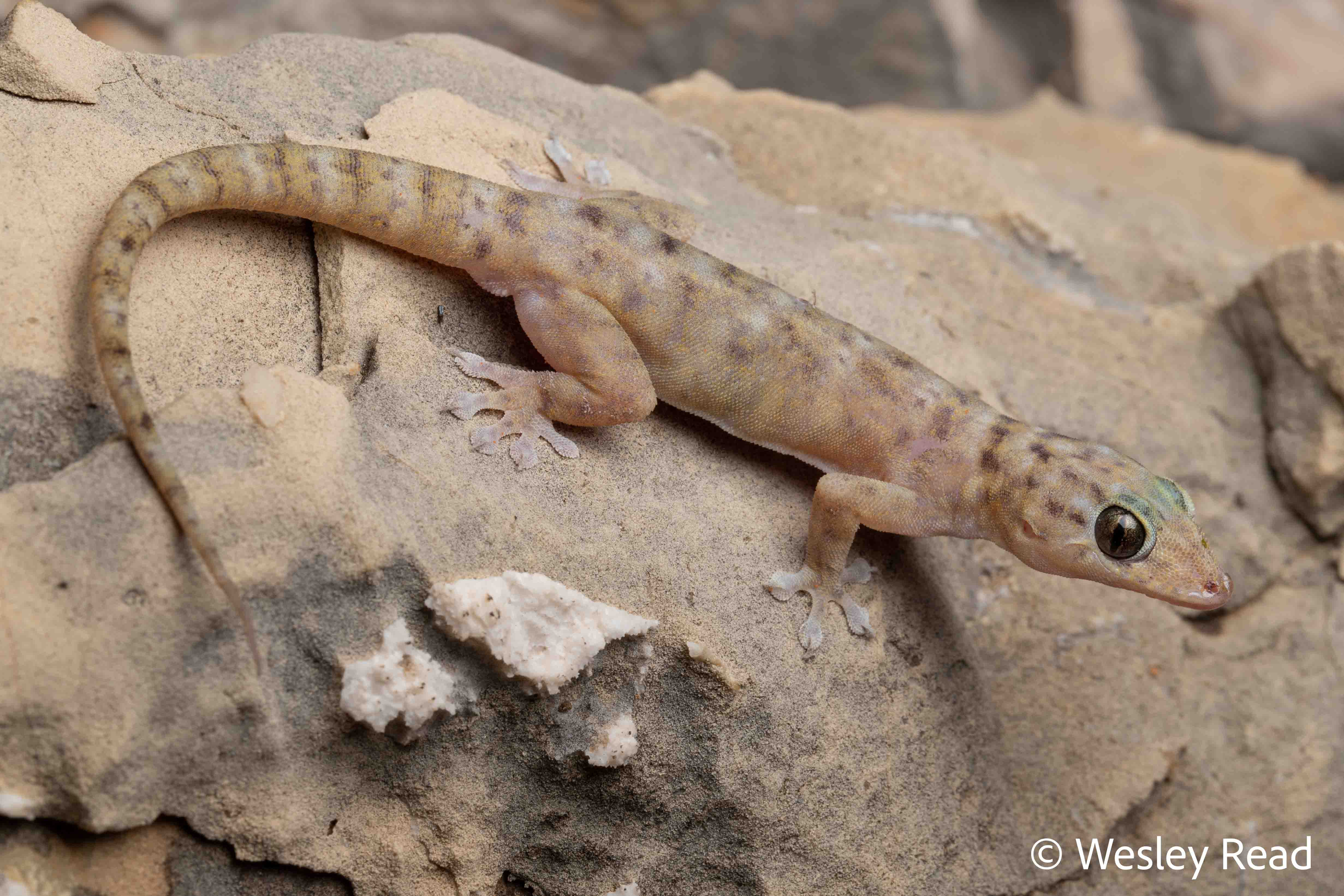 Gehyra occidentalis