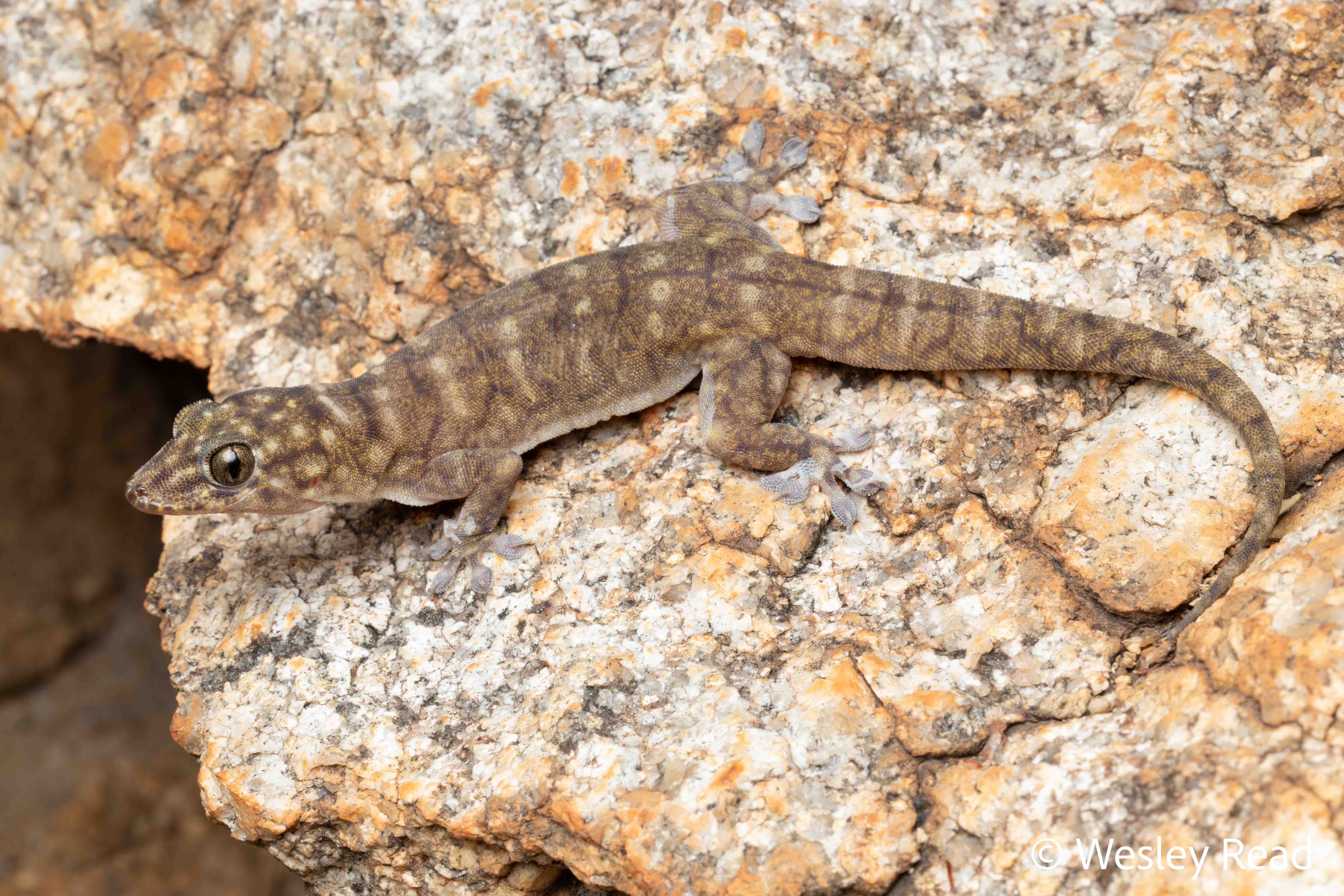 Gehyra occidentalis