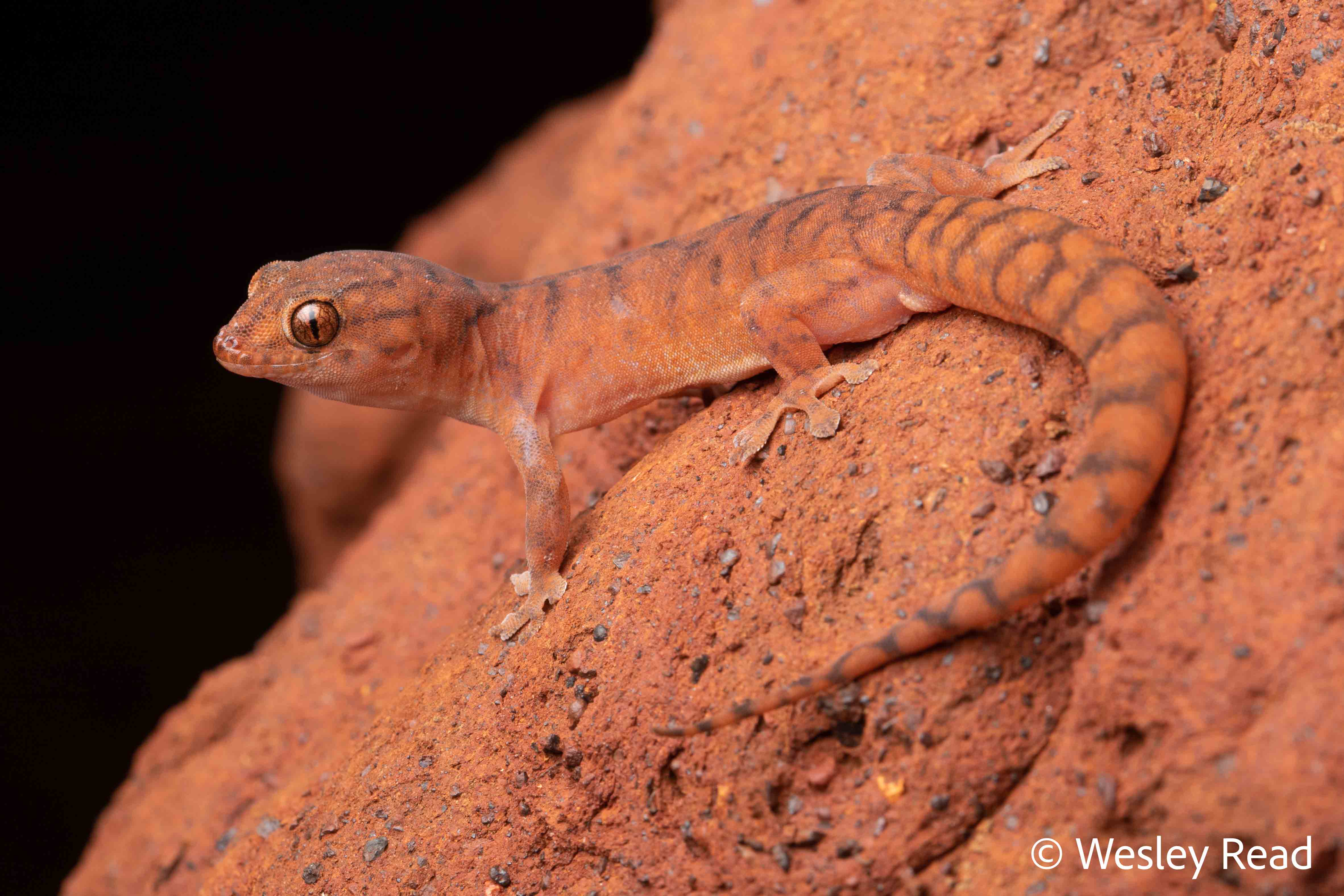 Gehyra pilbara